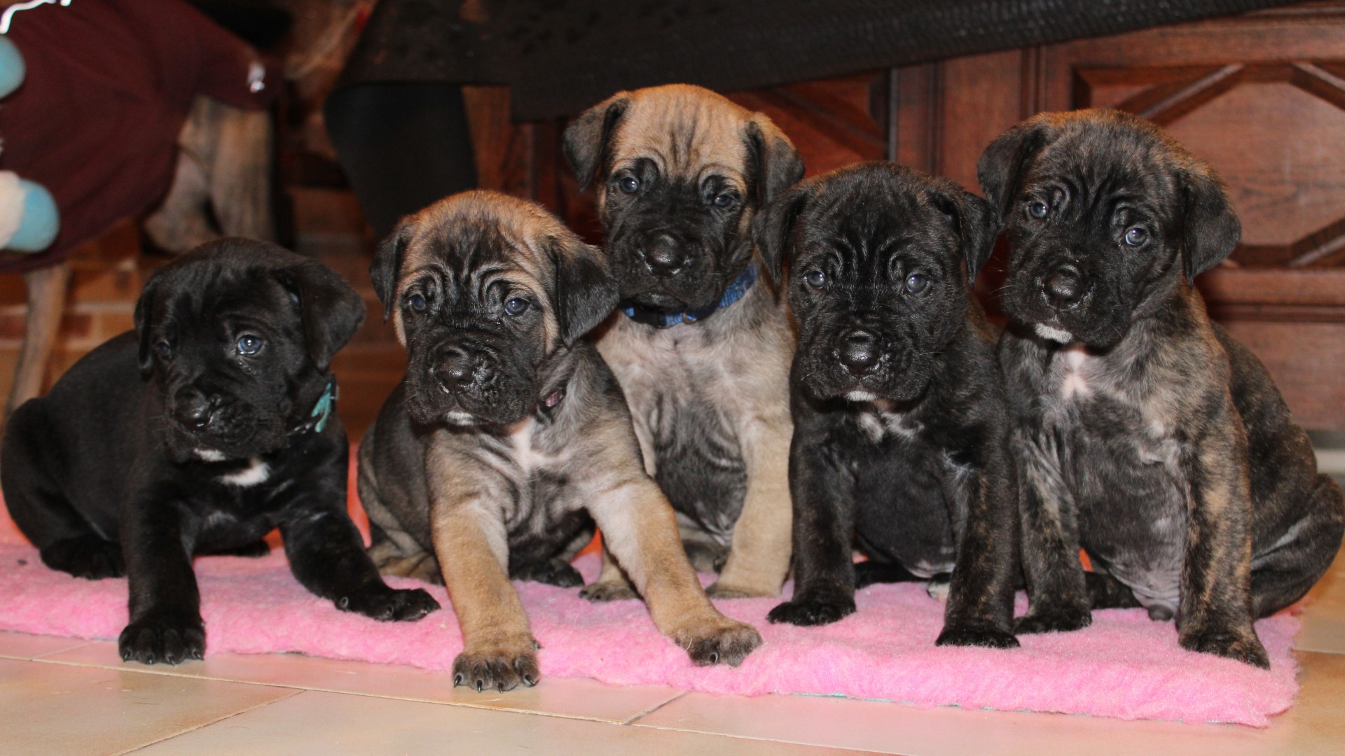 domaine des terres noires - elevage cane corso