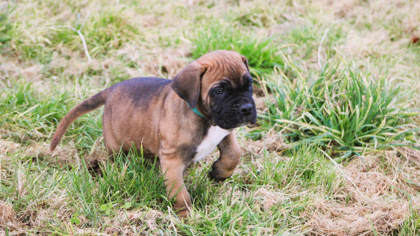 Chiot cane corso fauve lof disponible 