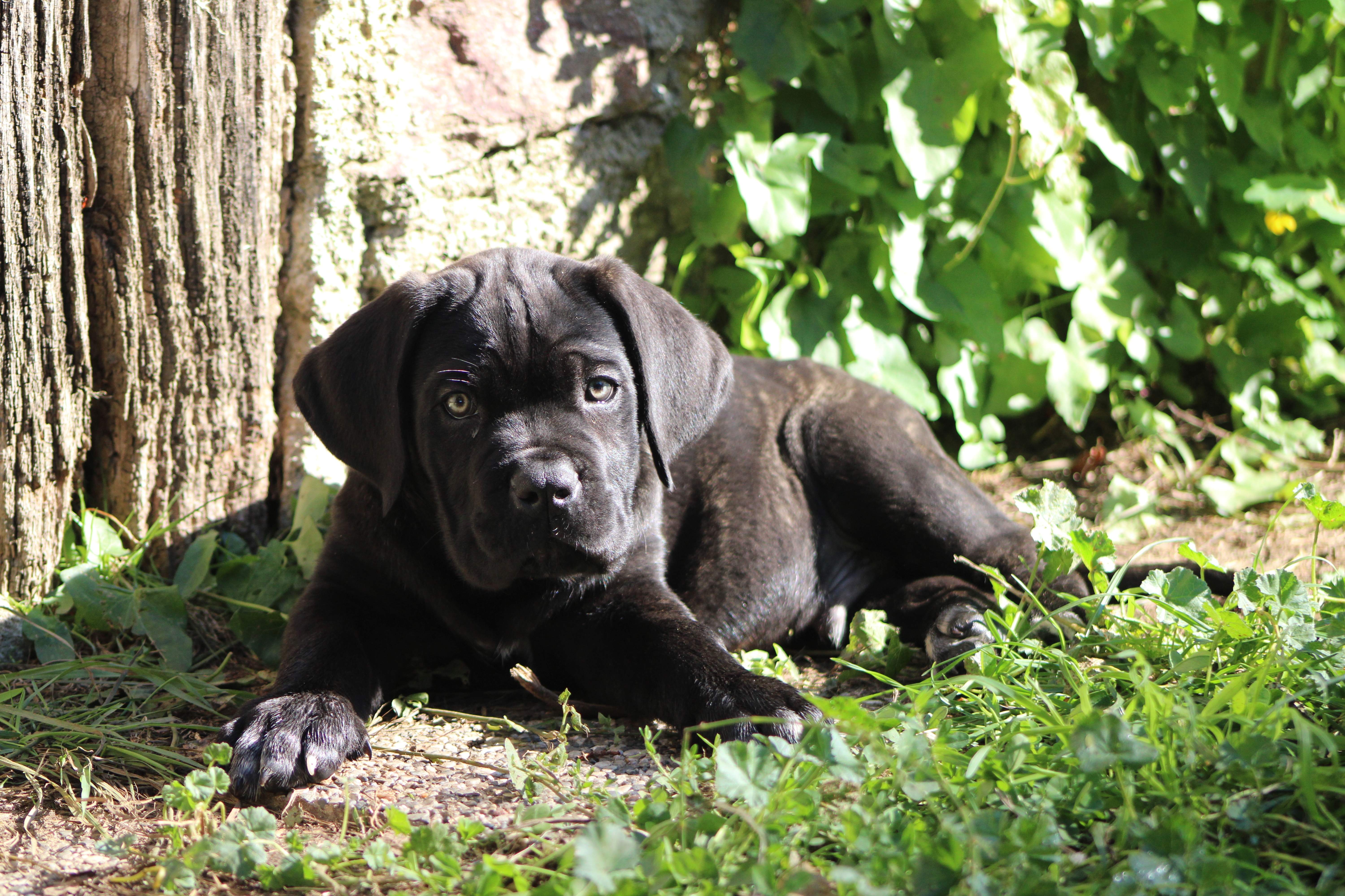 Arron Bébé Cane Corso Couché
