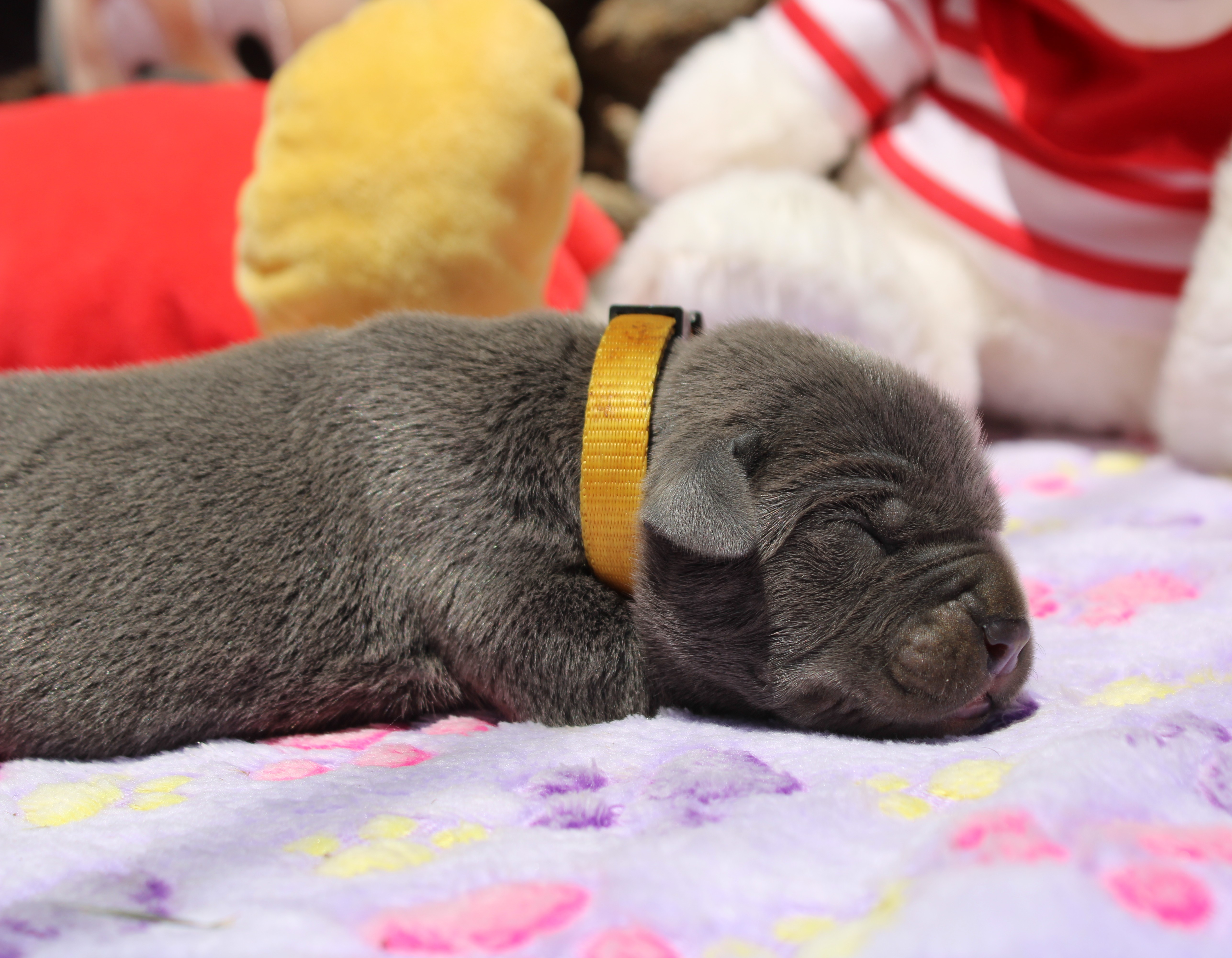 Le standard du Cane Corso et chiots disponibles