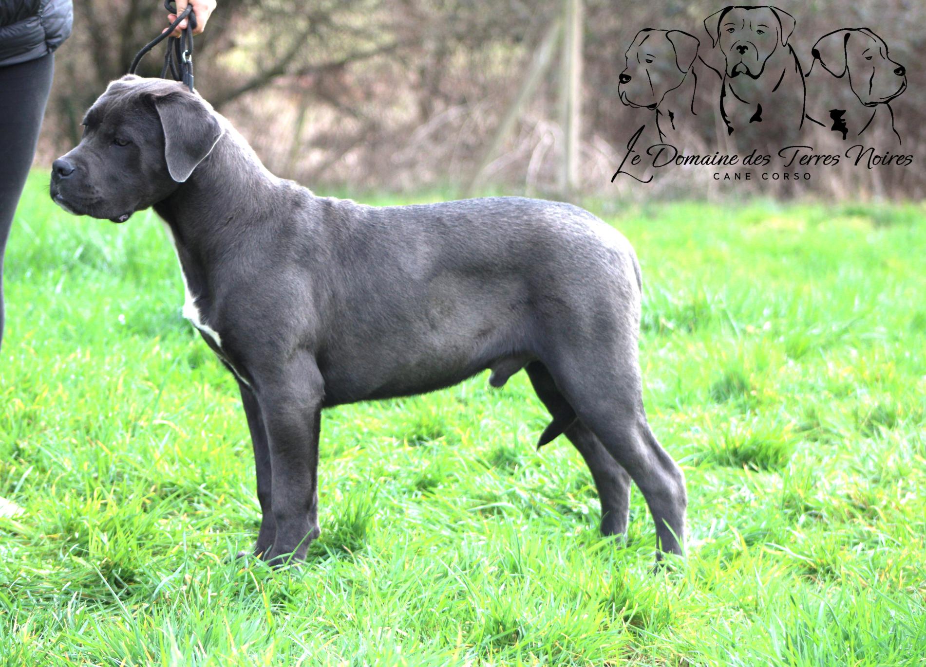 Image Cane Corso