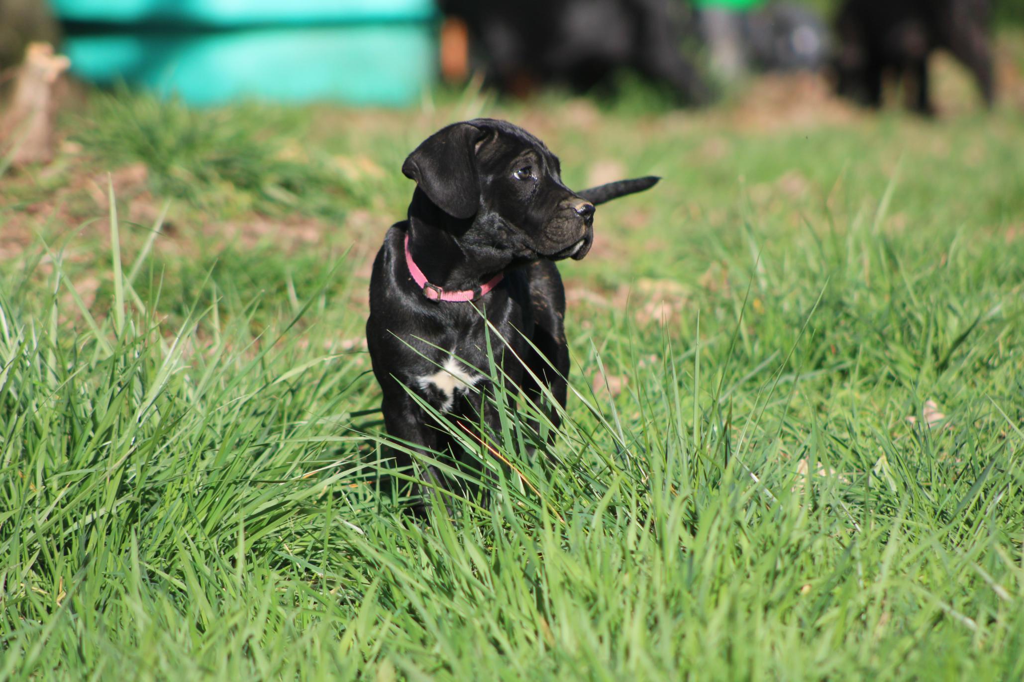 Image Cane Corso