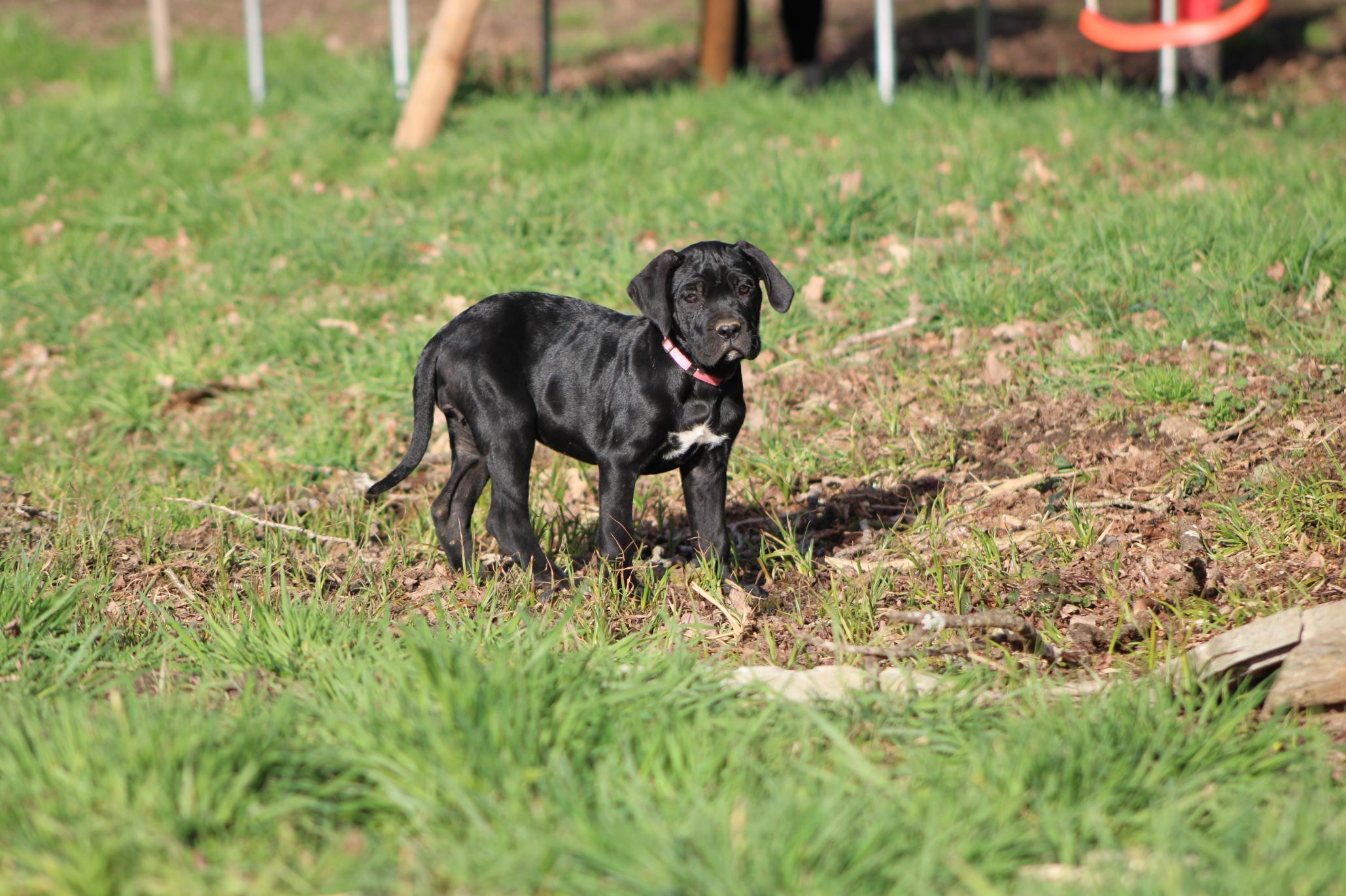 Image Cane Corso