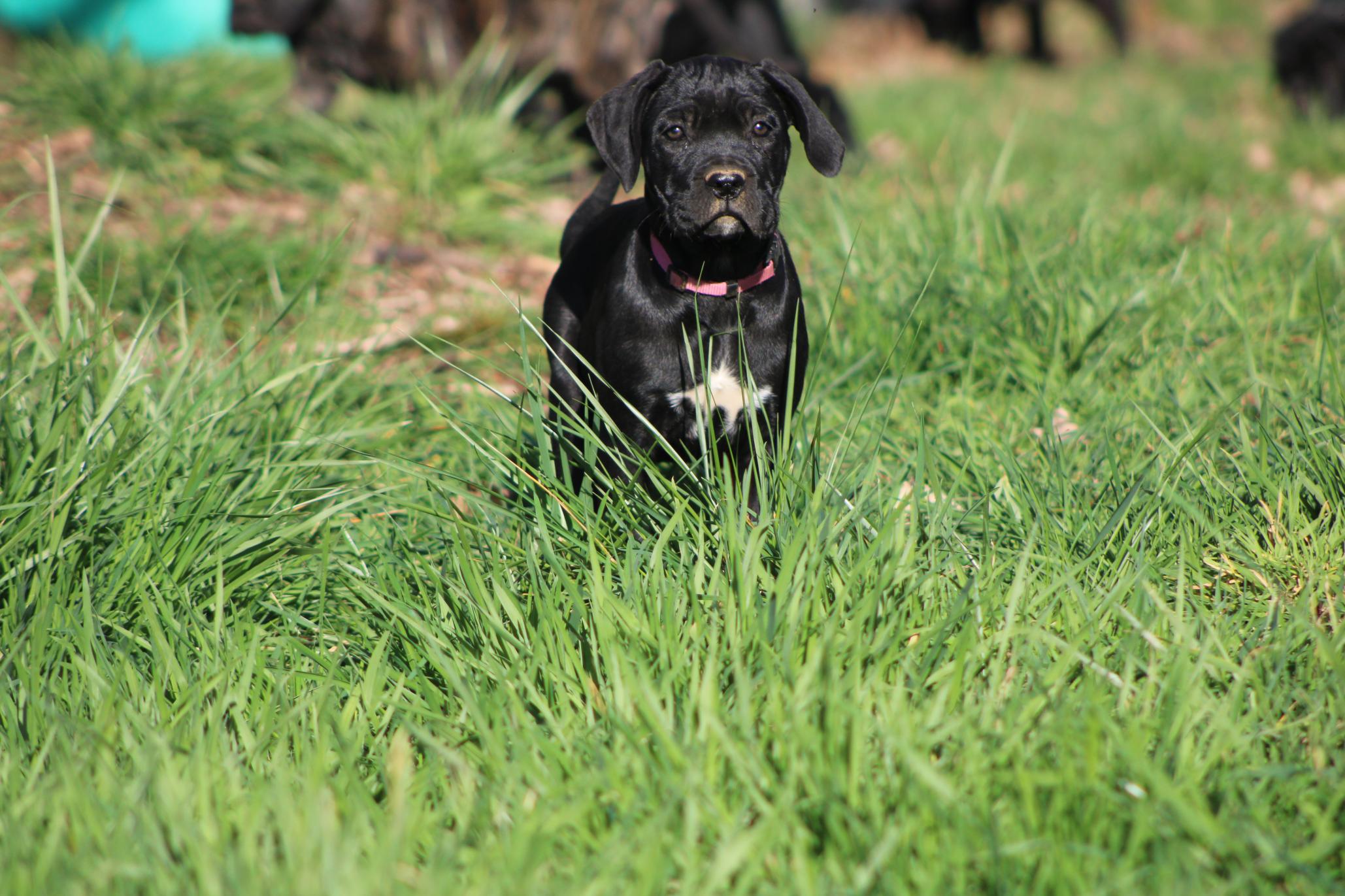 Image Cane Corso