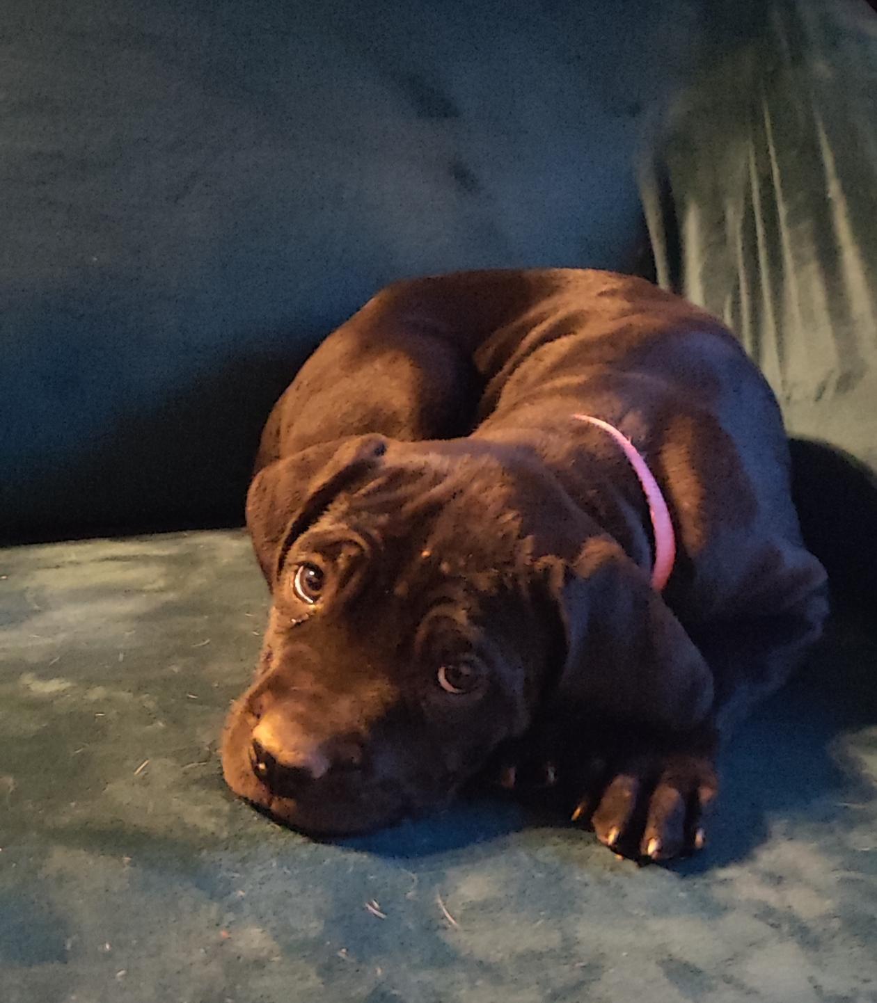 Image Cane Corso