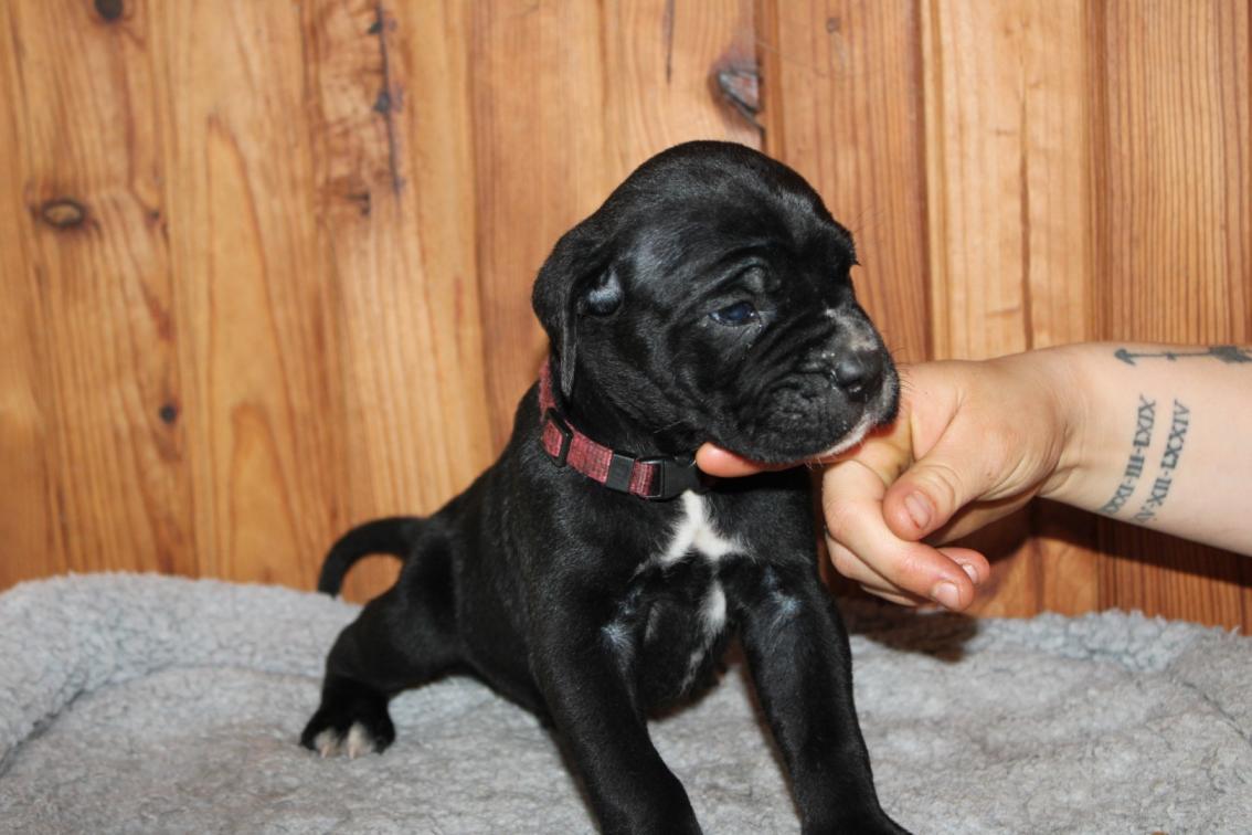 Image Cane Corso