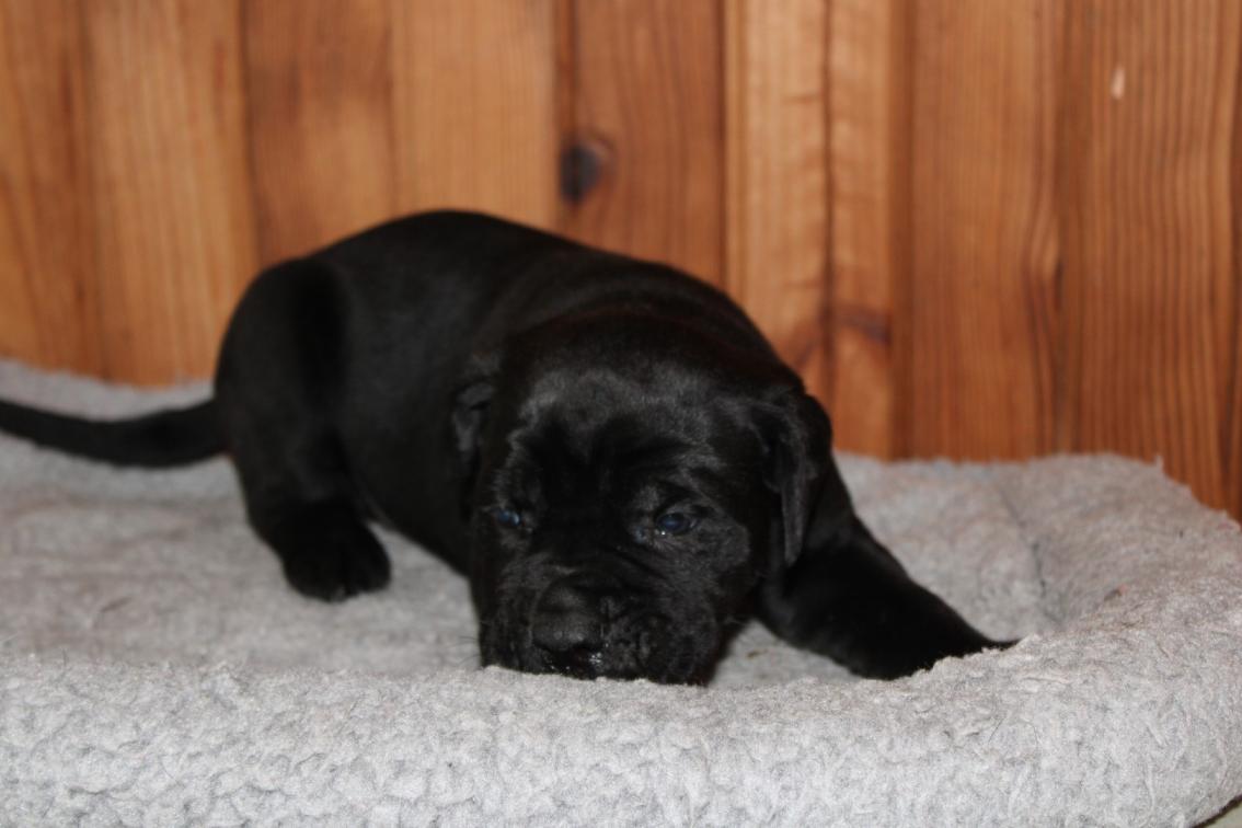 Image Cane Corso