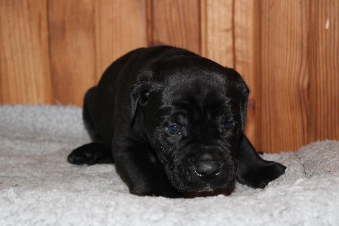 Image Cane Corso