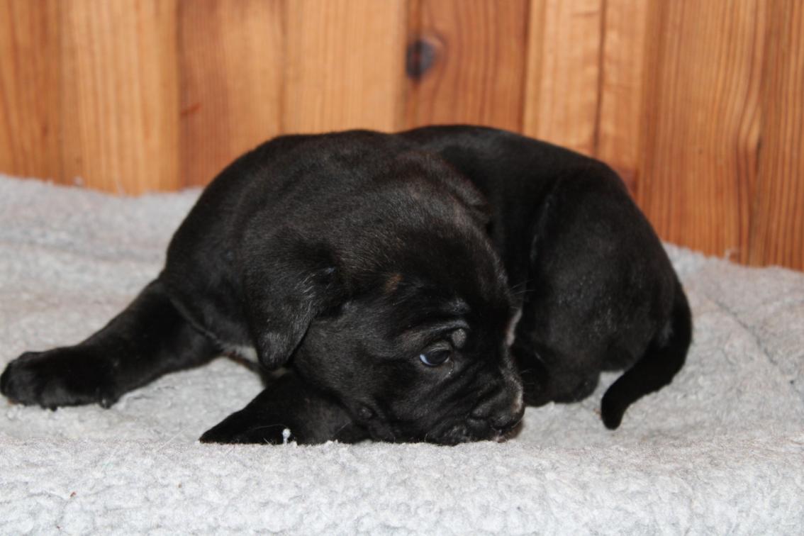 Image Cane Corso