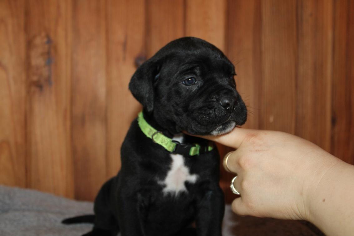 Image Cane Corso