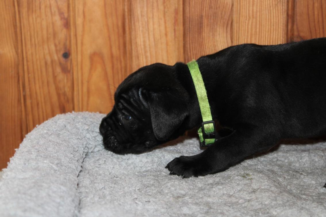 Image Cane Corso
