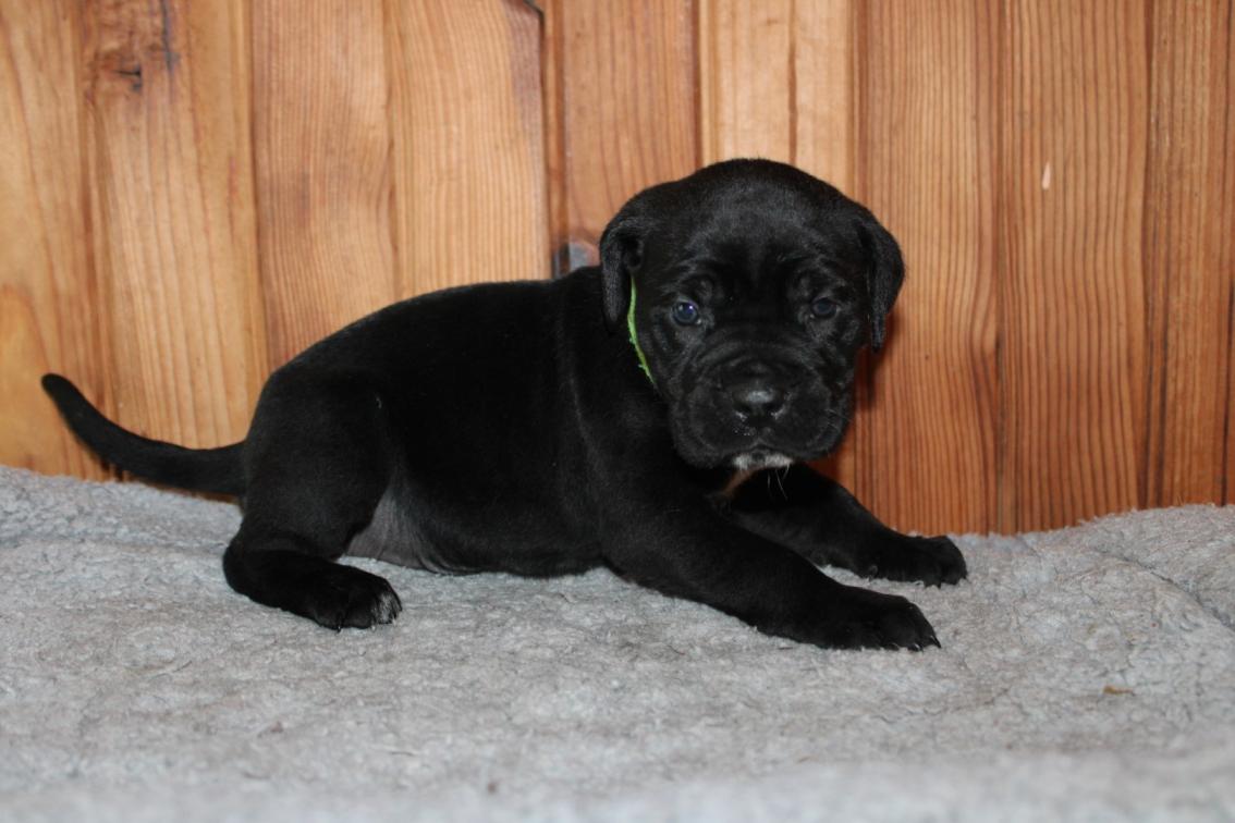 Image Cane Corso