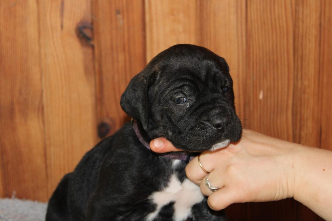 Image Cane Corso