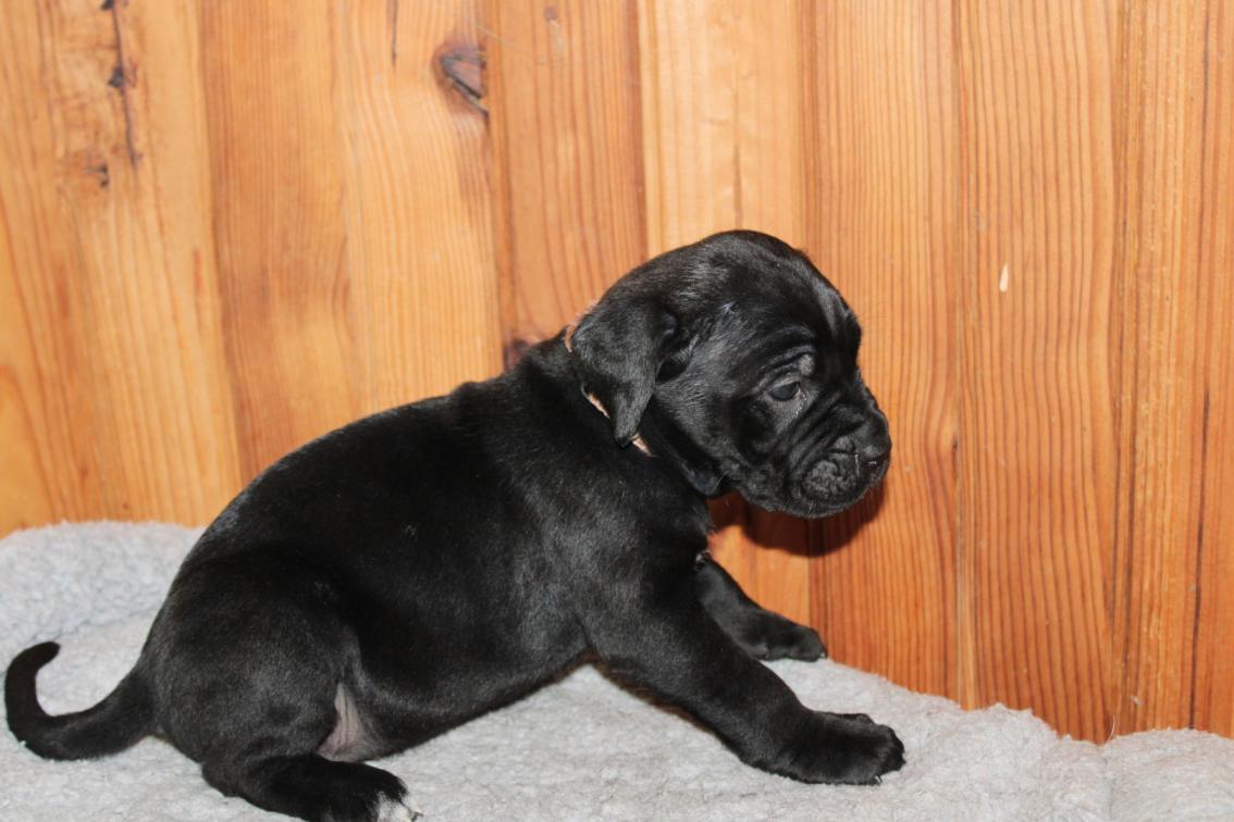 Image Cane Corso