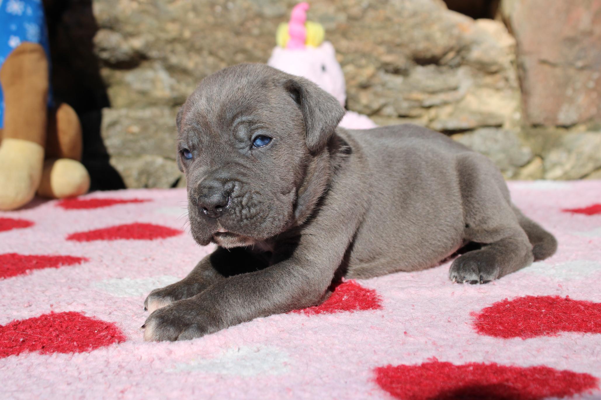 Image Cane Corso