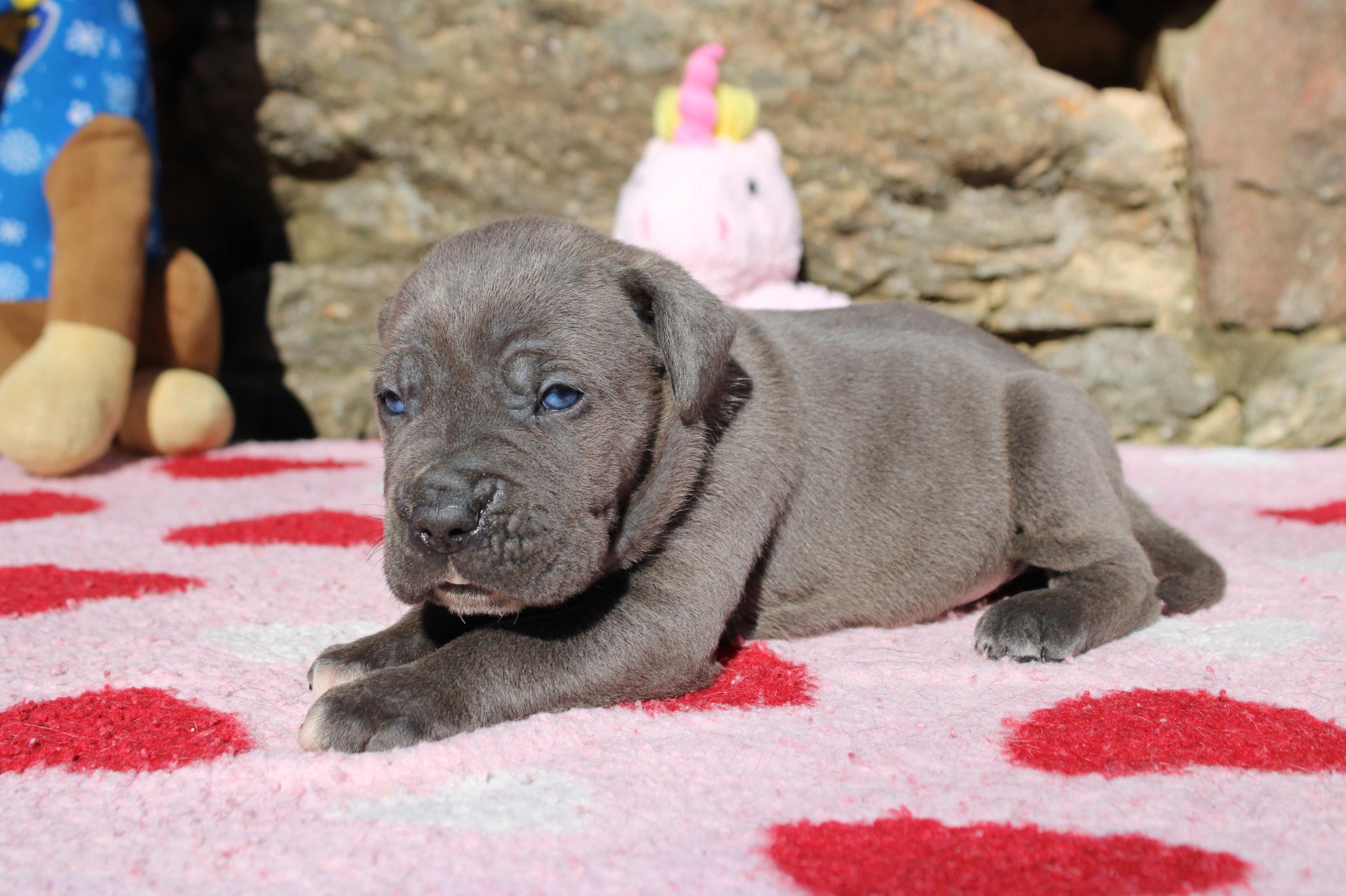 Image Cane Corso