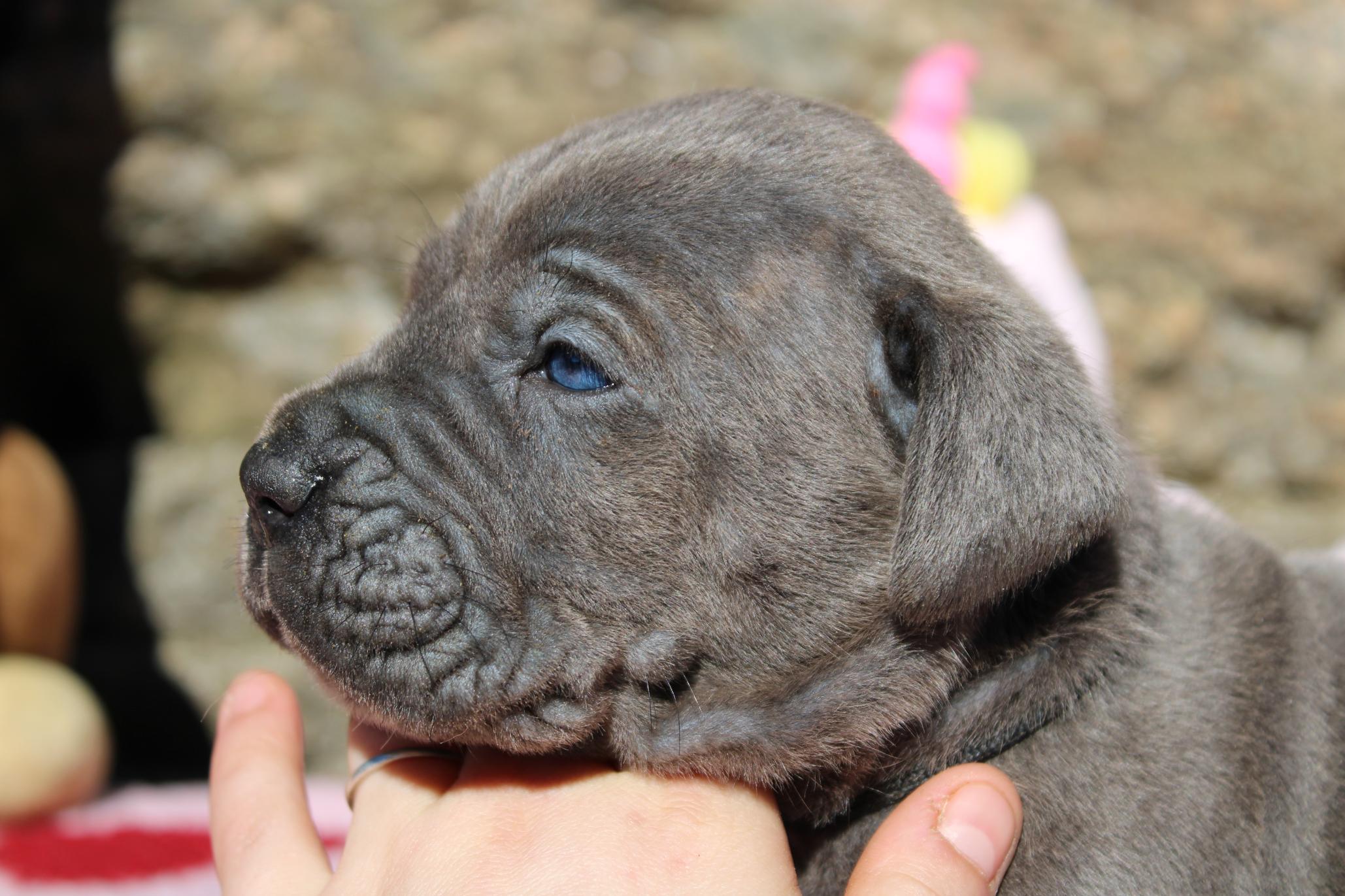 Image Cane Corso