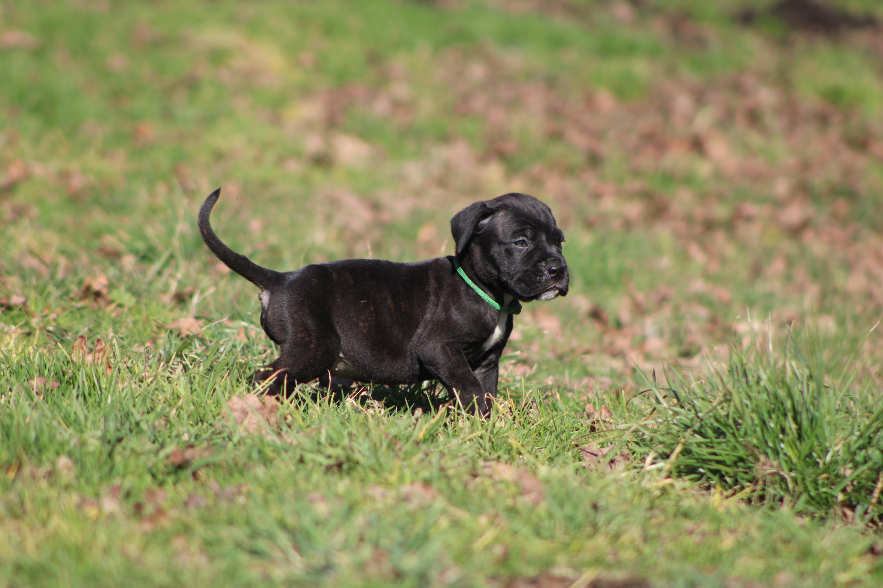 Image Cane Corso