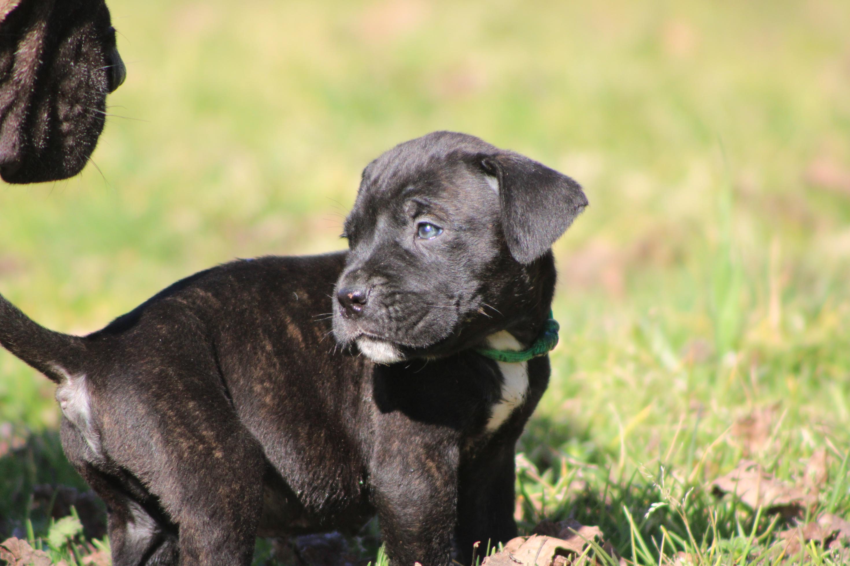 Image Cane Corso