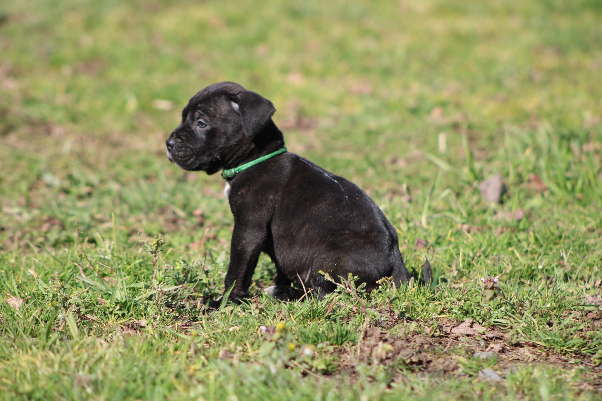 Image Cane Corso