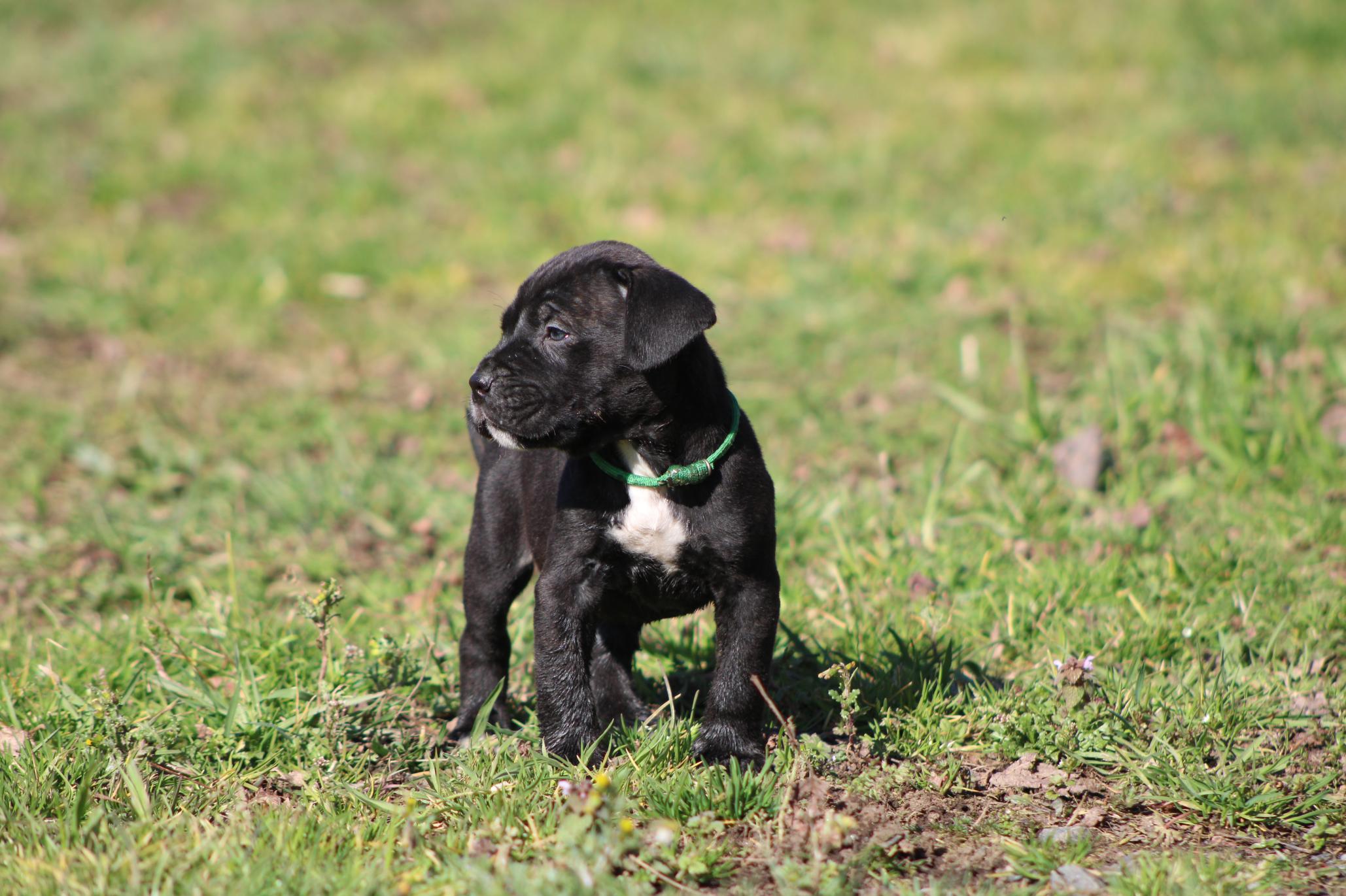Image Cane Corso