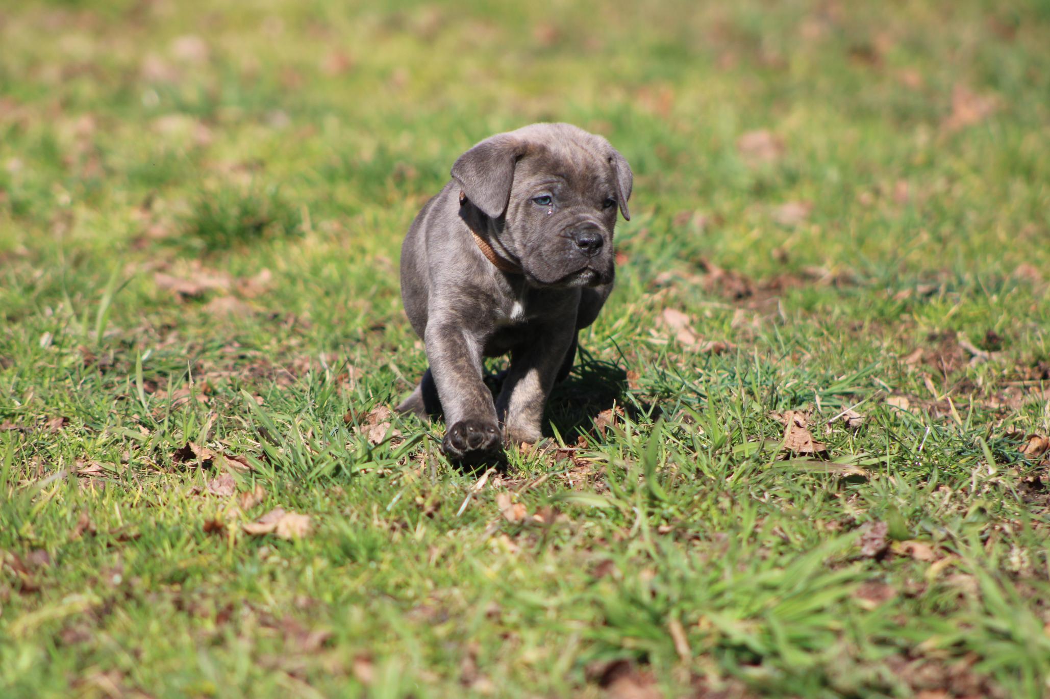 Image Cane Corso