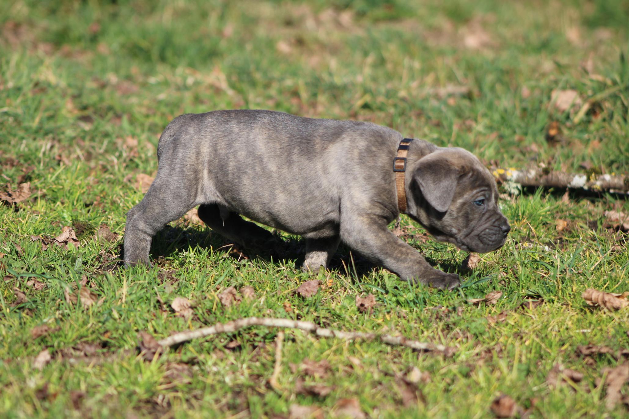 Image Cane Corso