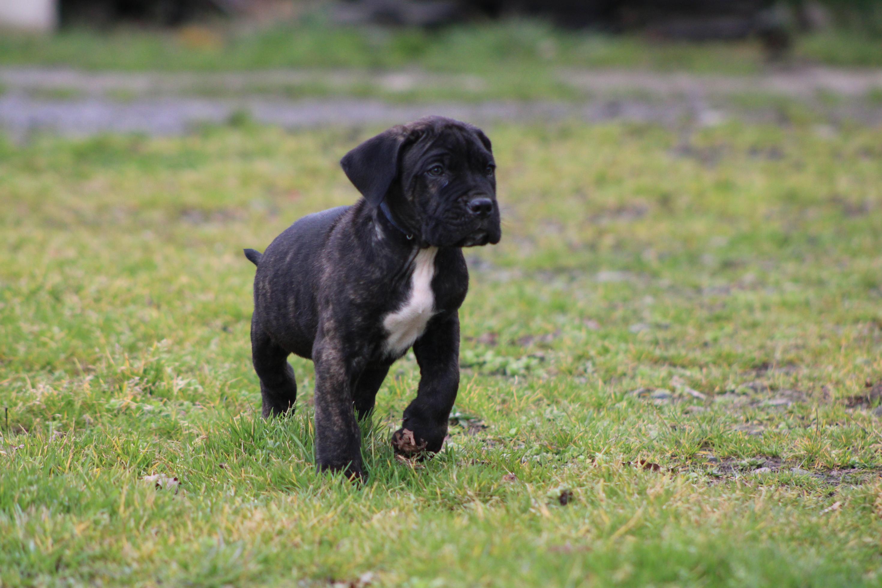 Image Cane Corso