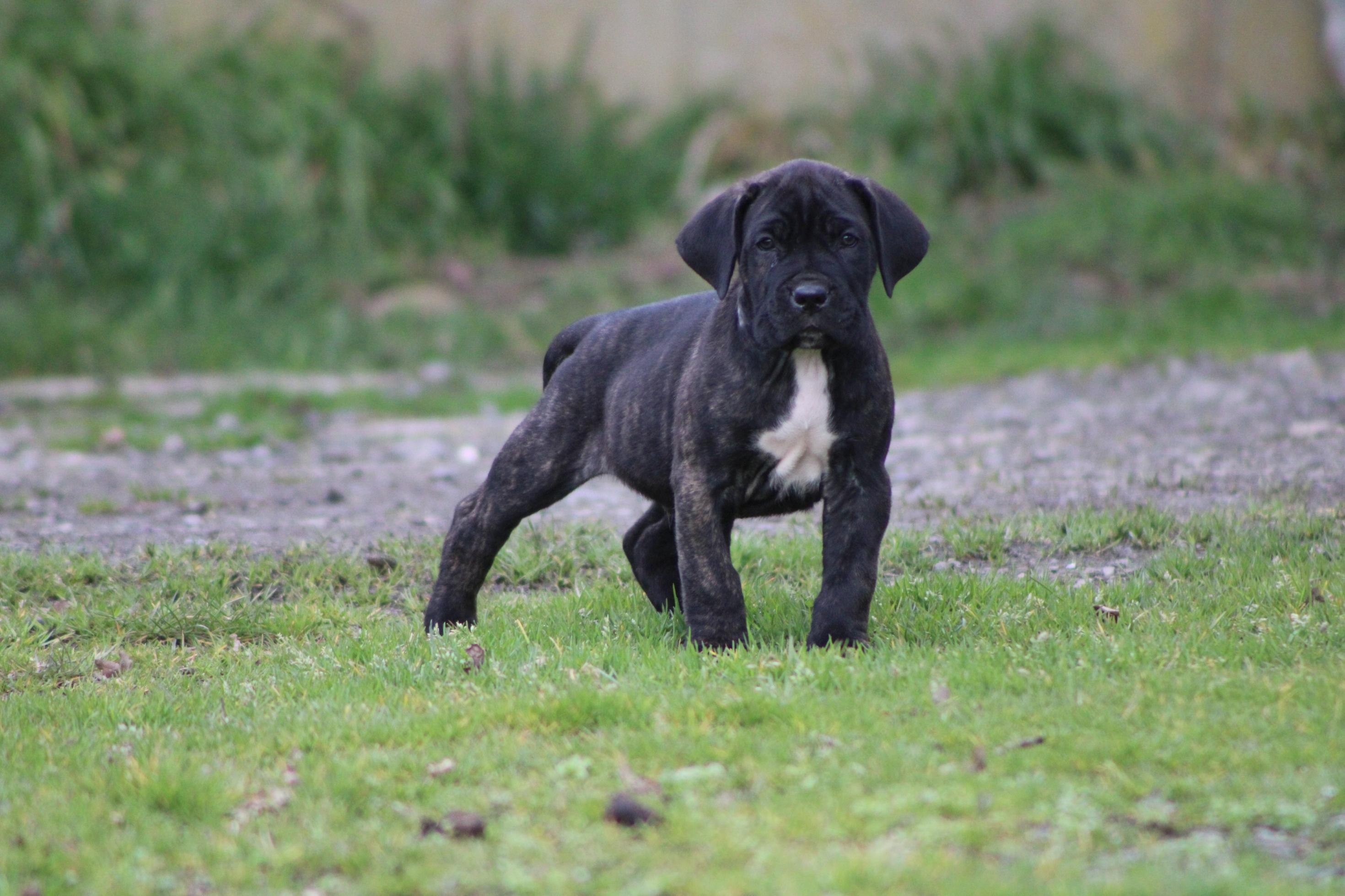 Image Cane Corso
