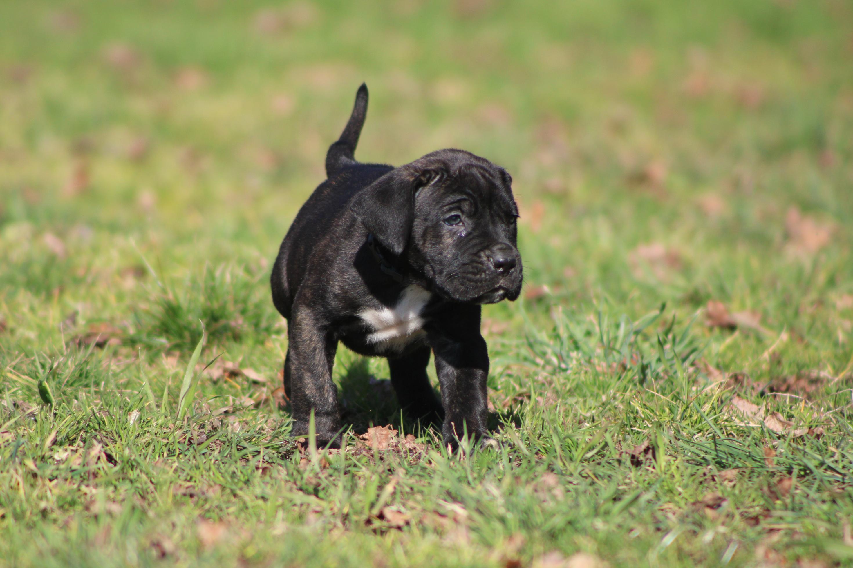 Image Cane Corso