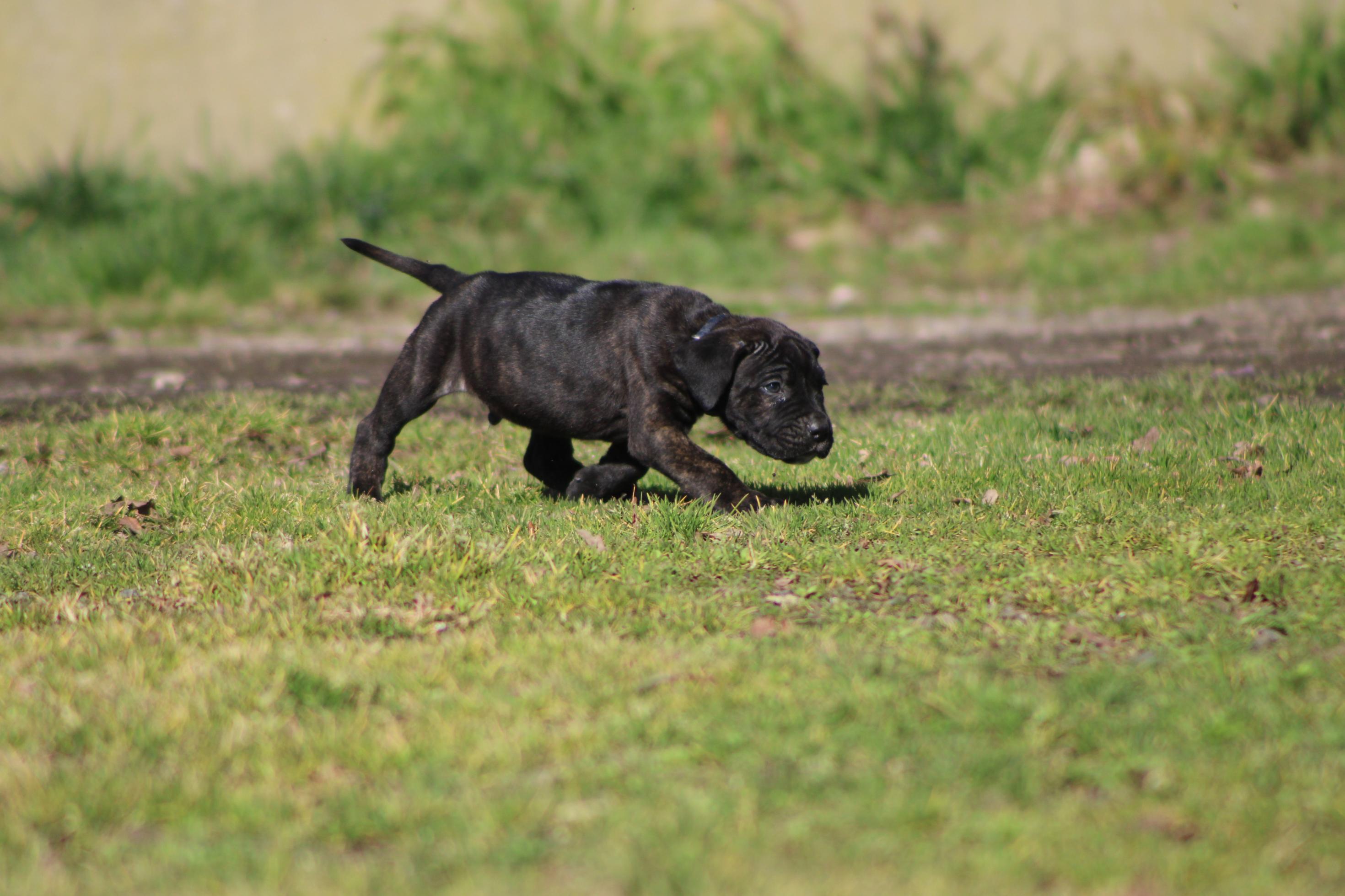 Image Cane Corso