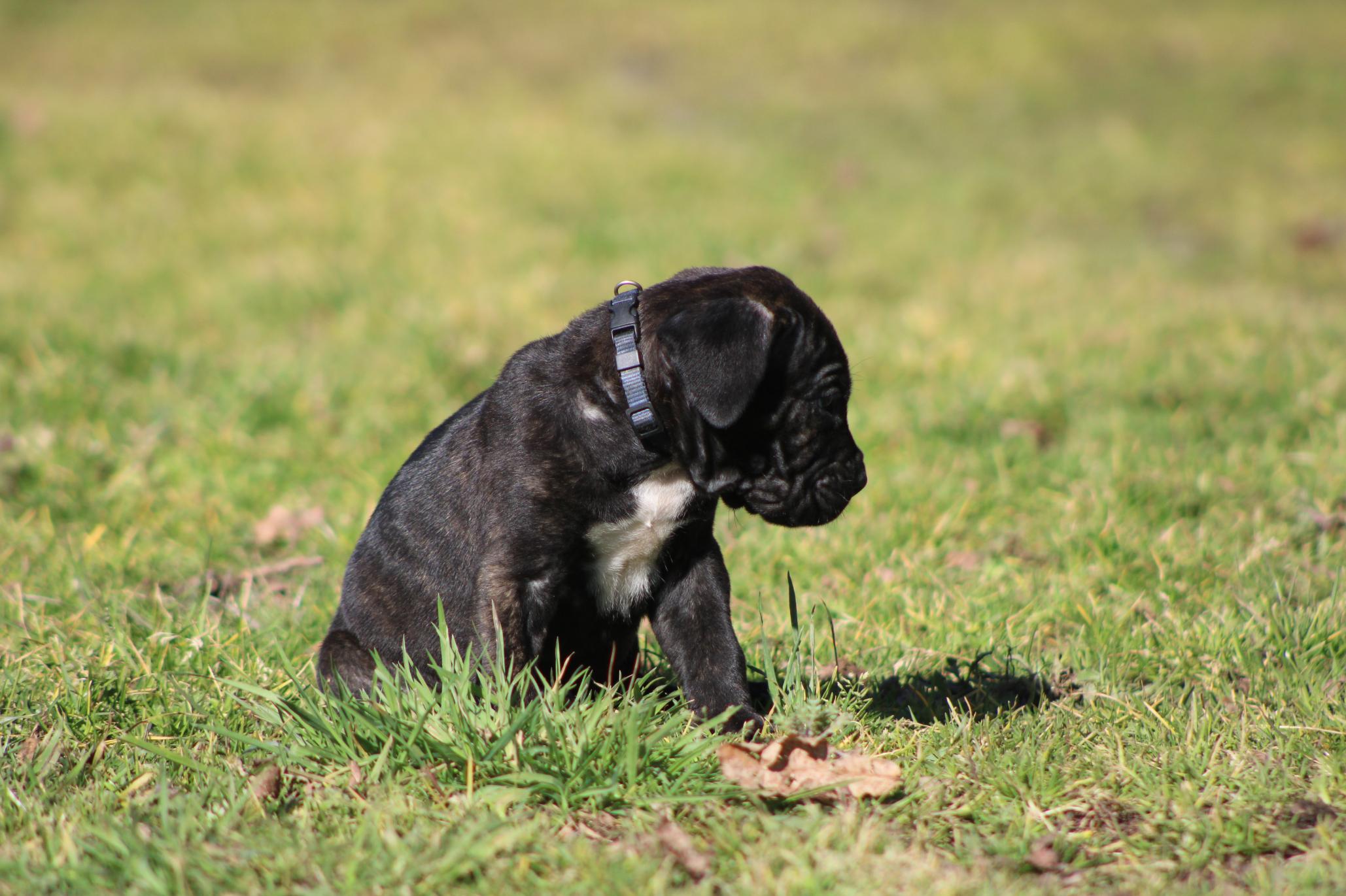 Image Cane Corso