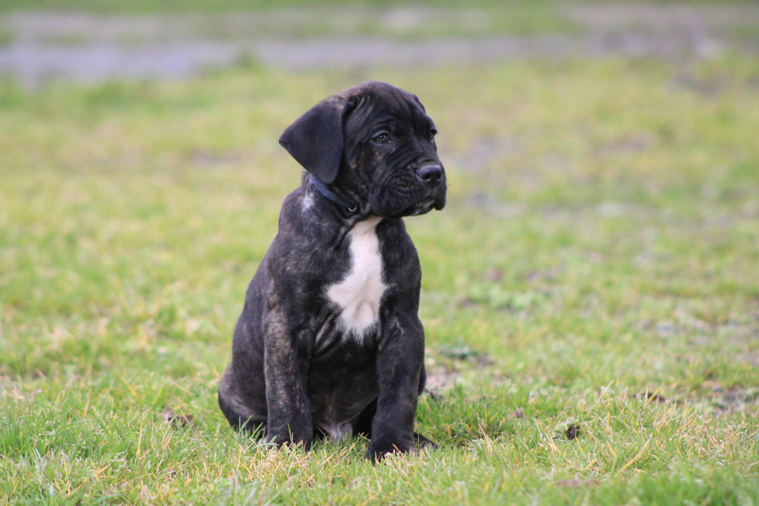 Image Cane Corso
