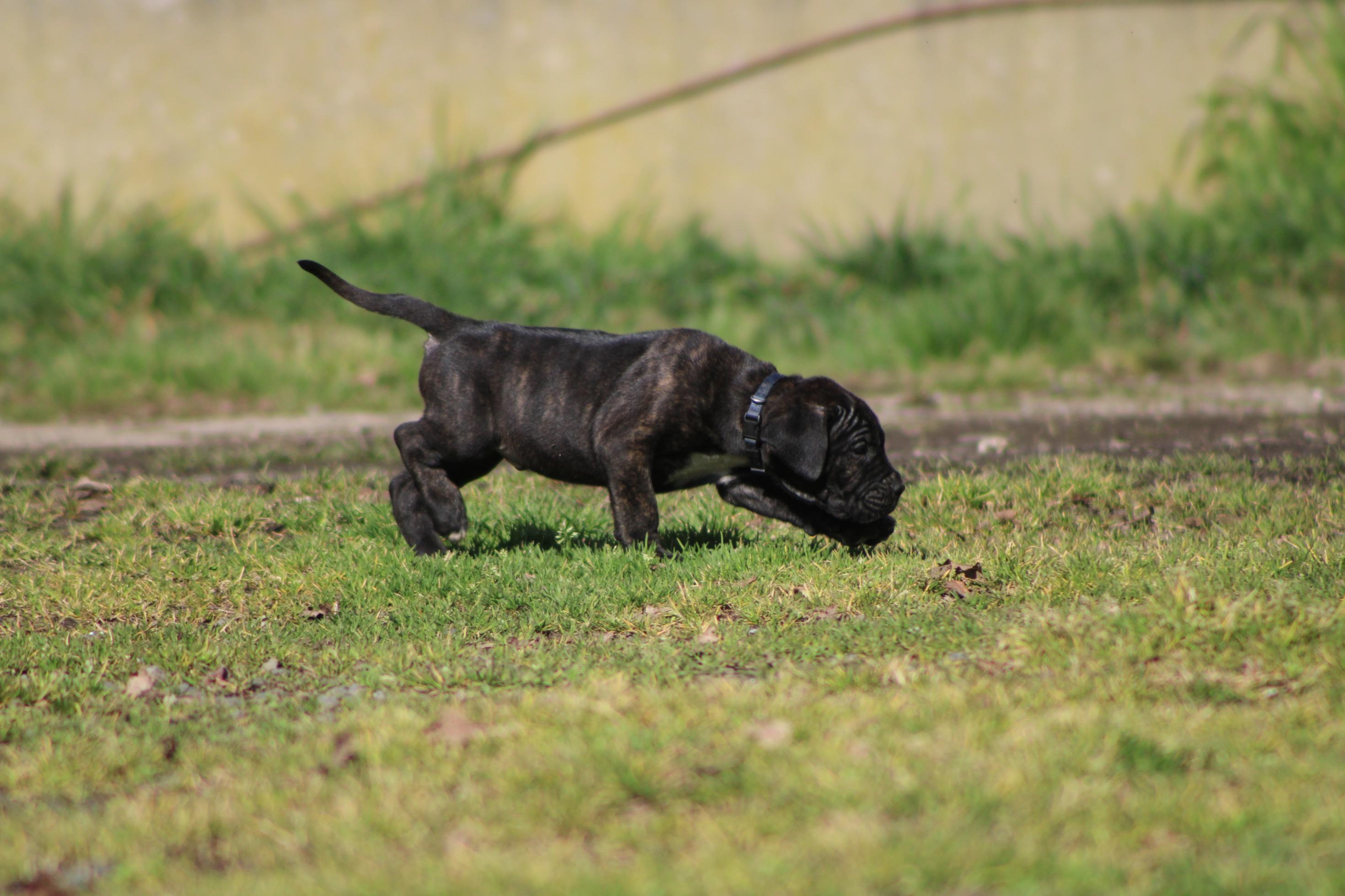 Image Cane Corso