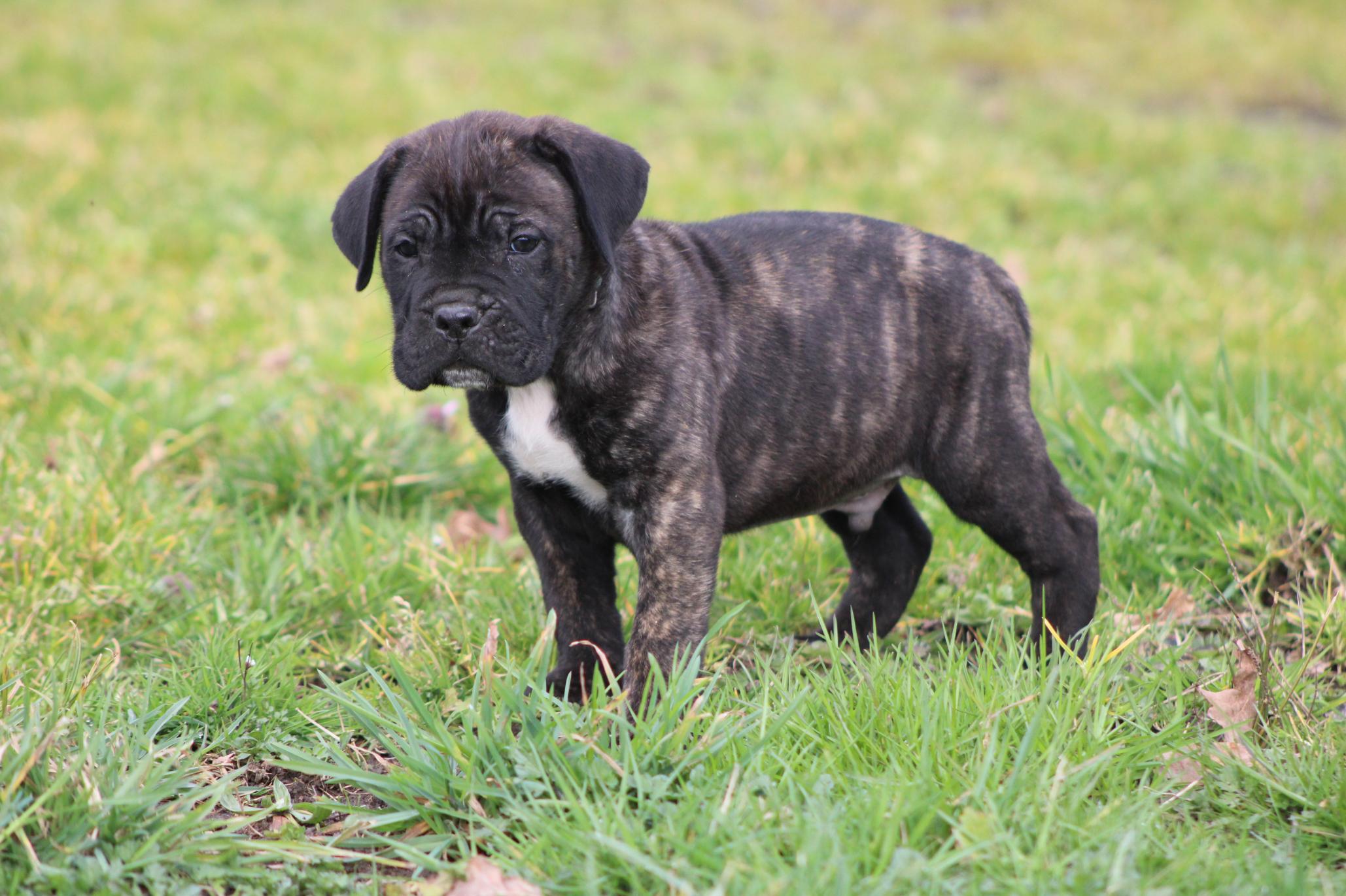 Image Cane Corso