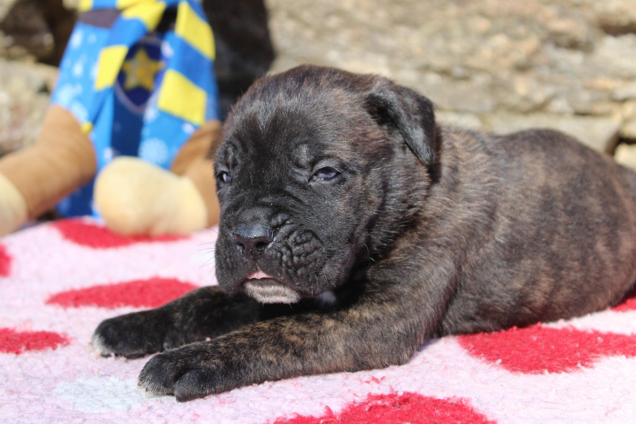 Image Cane Corso