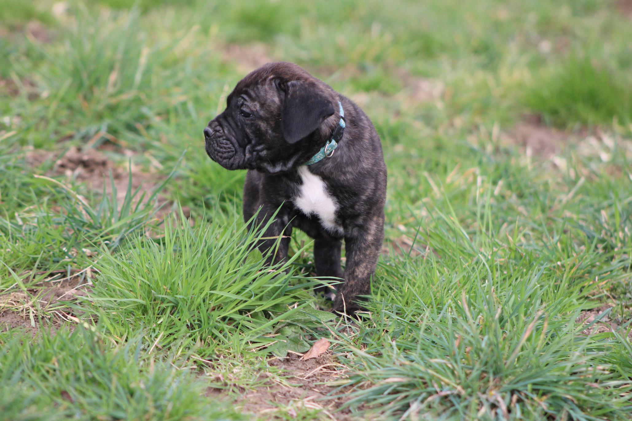 Image Cane Corso