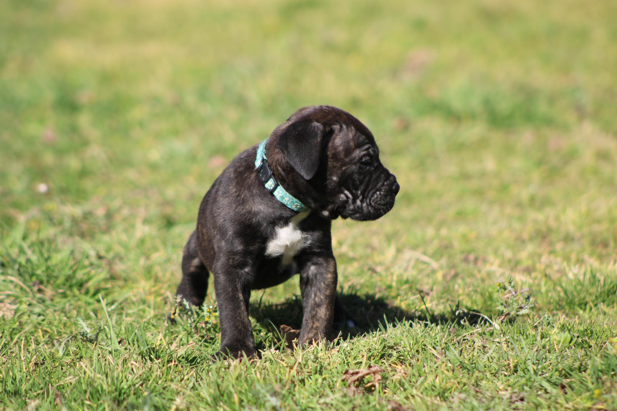 Image Cane Corso