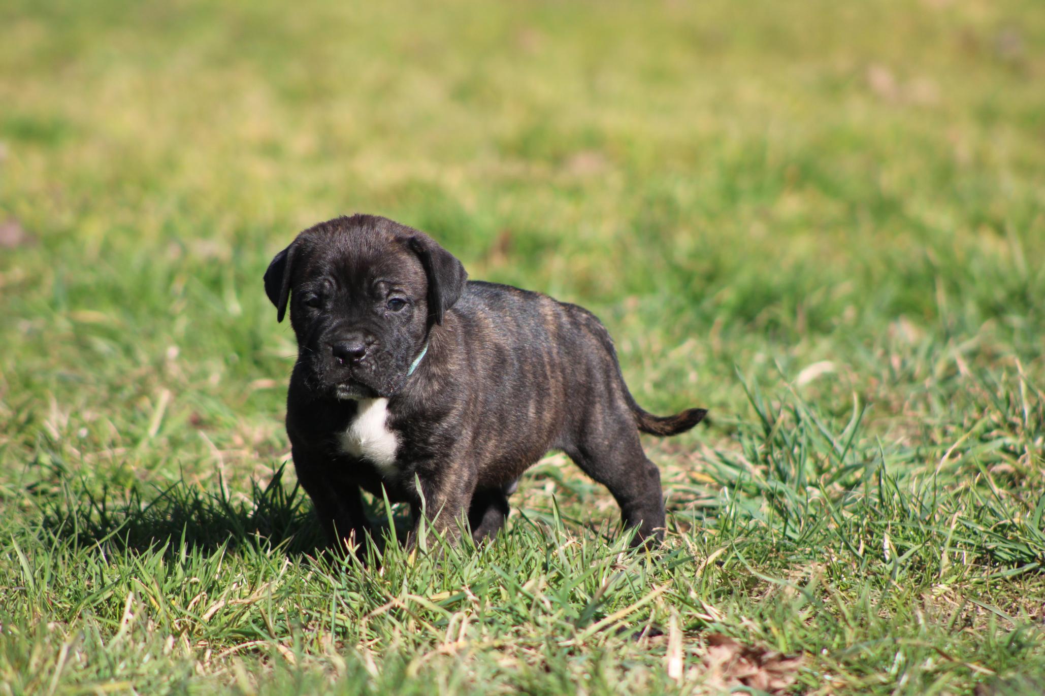 Image Cane Corso