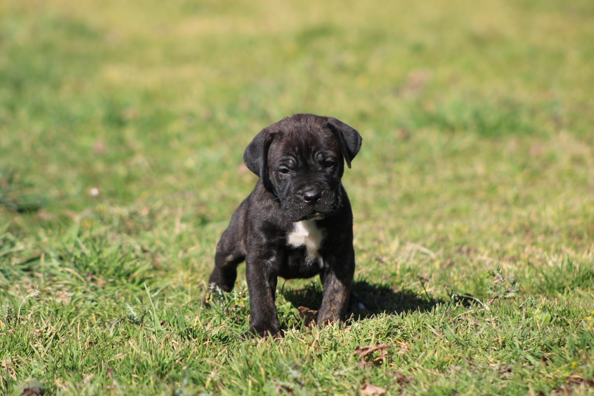 Image Cane Corso