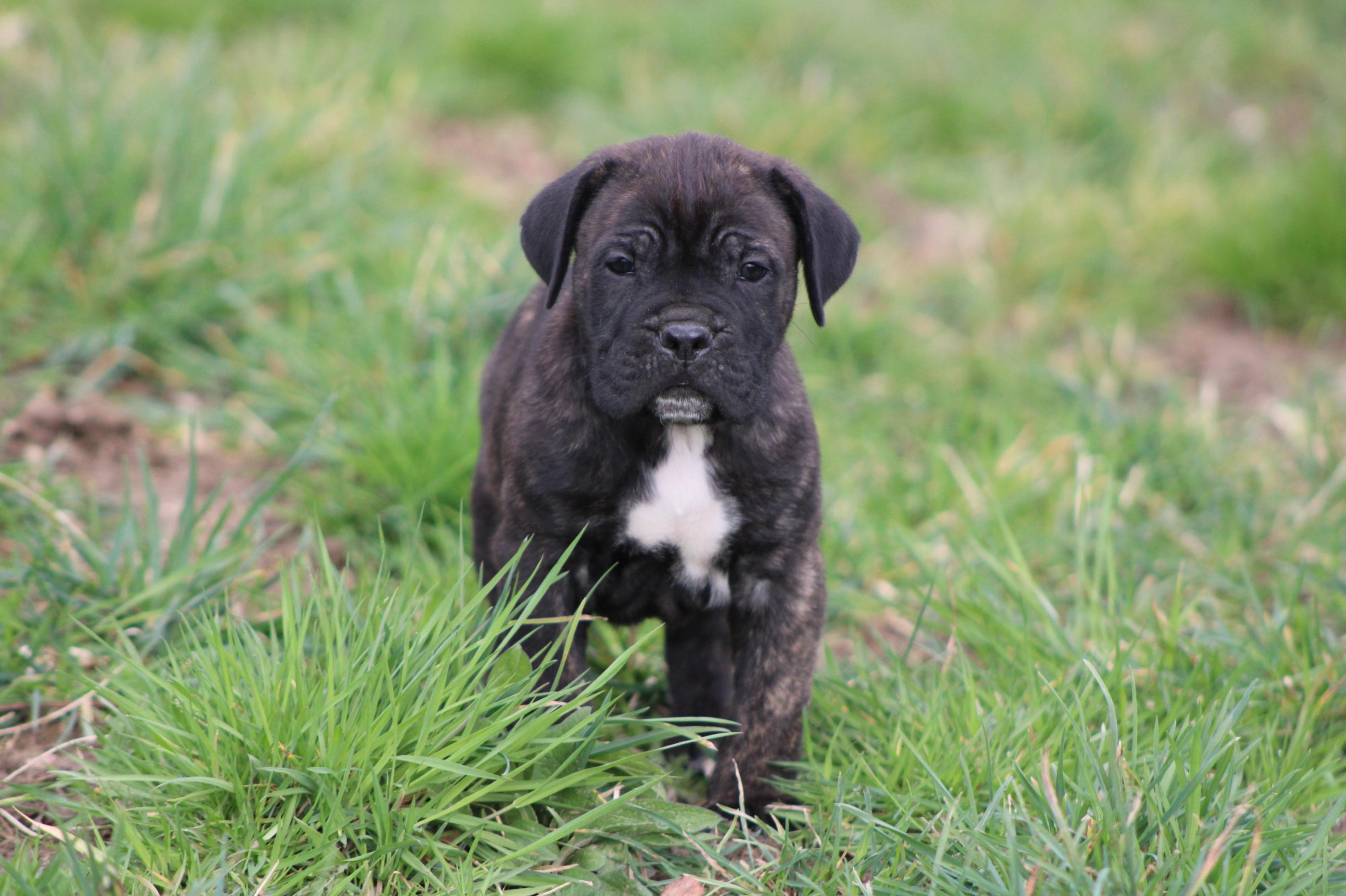 Image Cane Corso