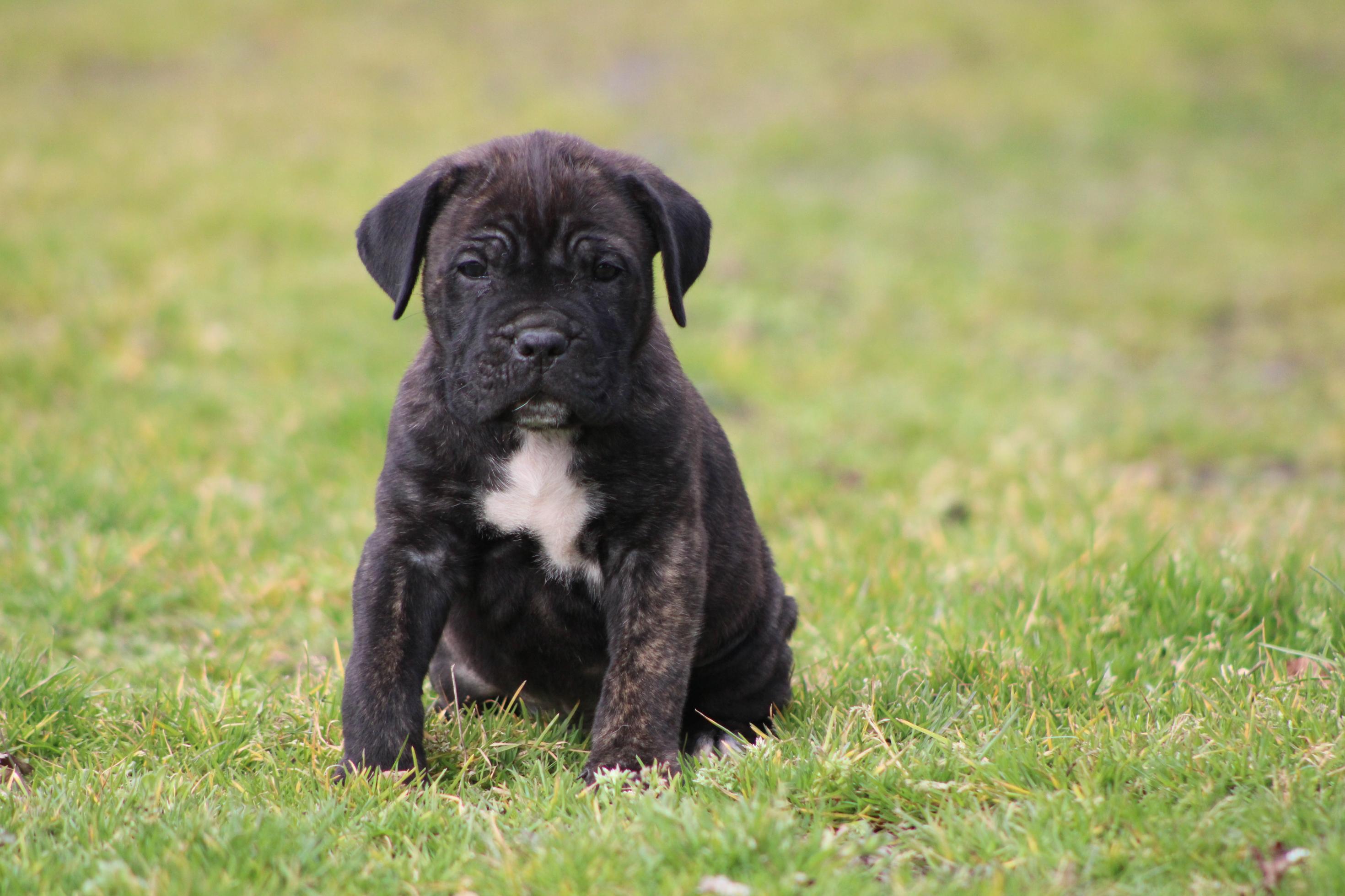 Image Cane Corso