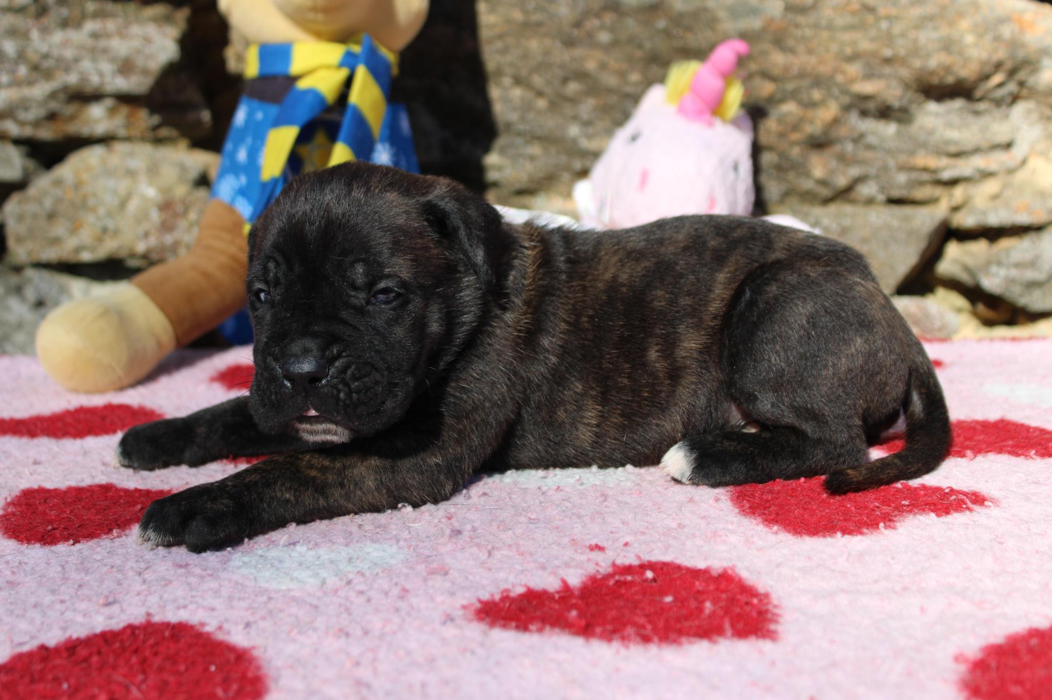 Image Cane Corso