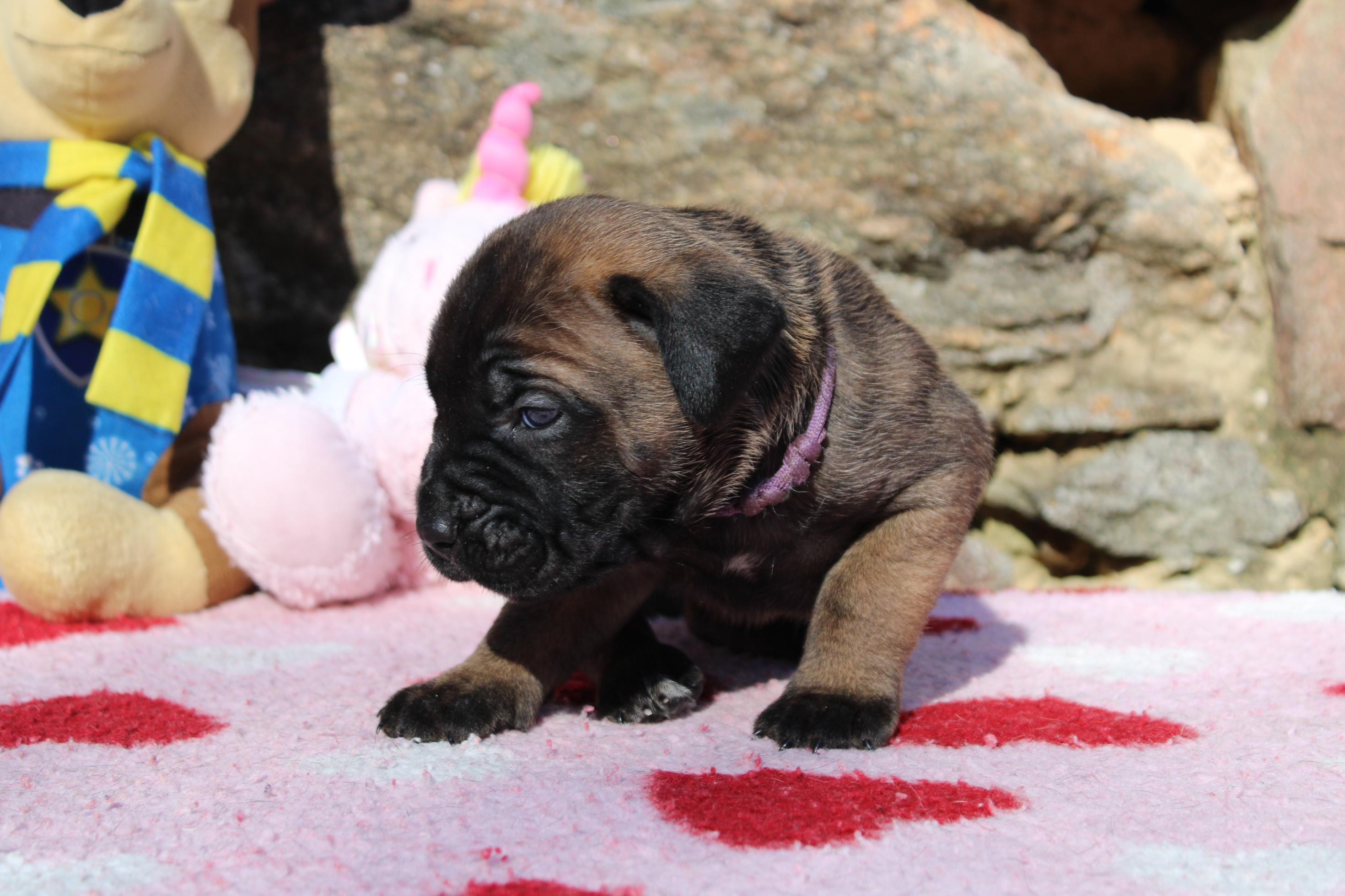 Image Cane Corso