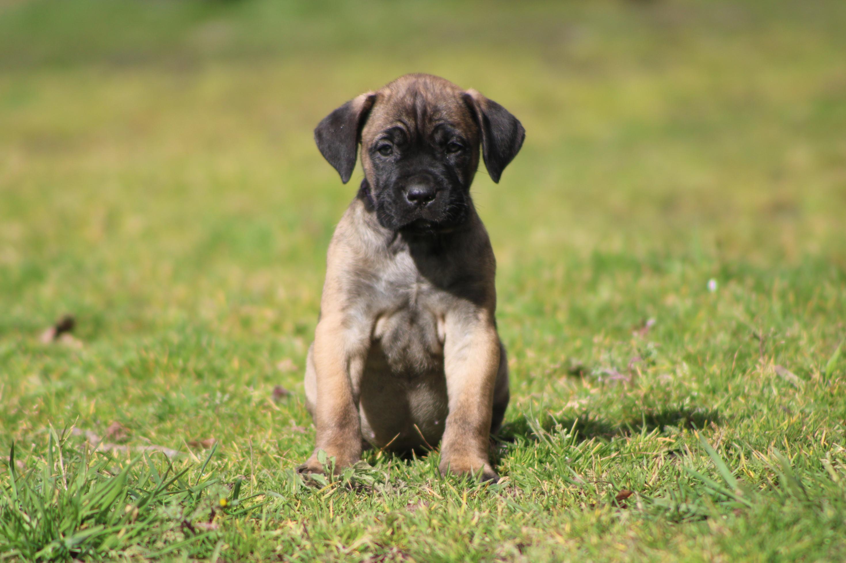 Image Cane Corso
