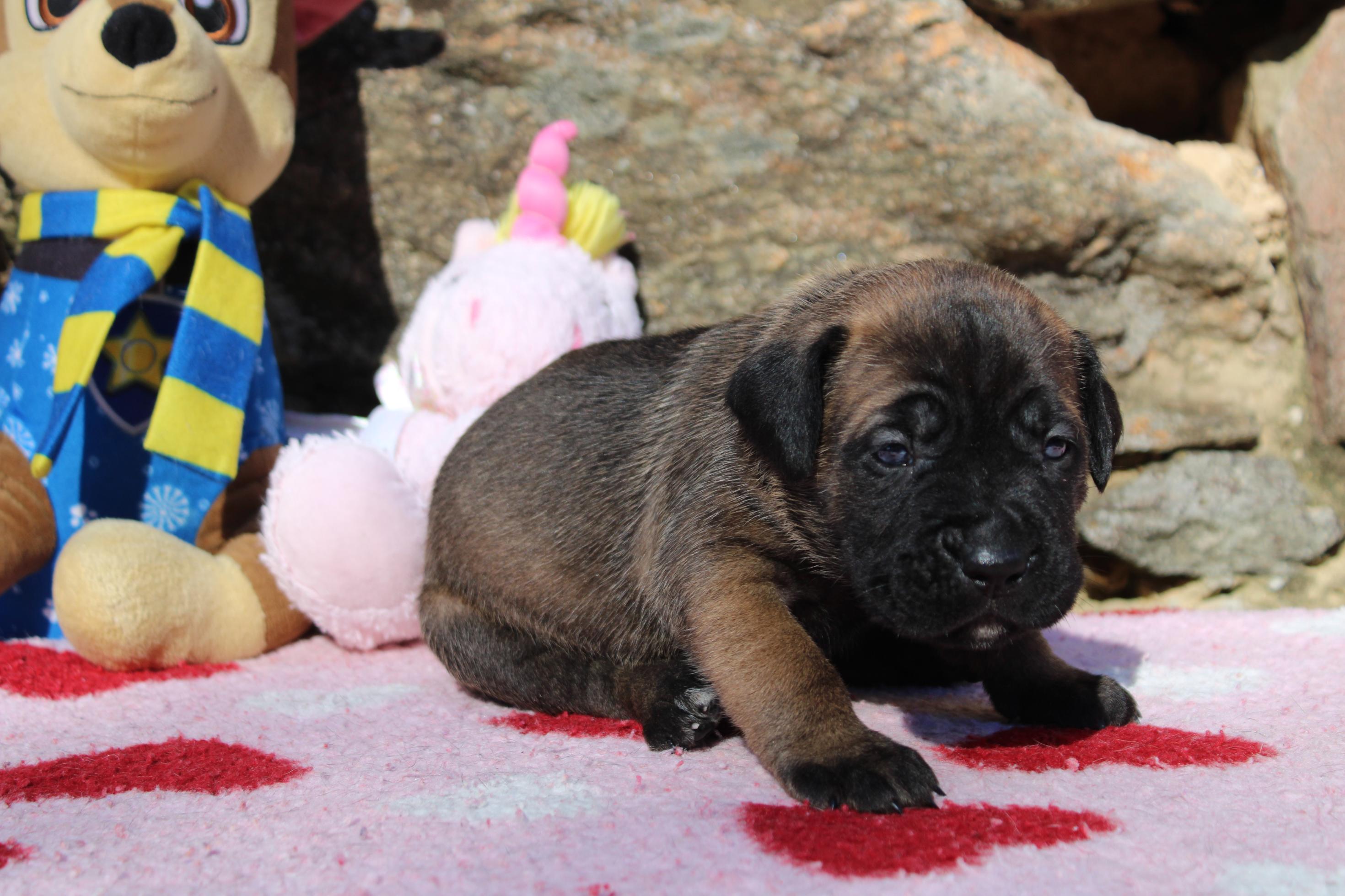 Image Cane Corso