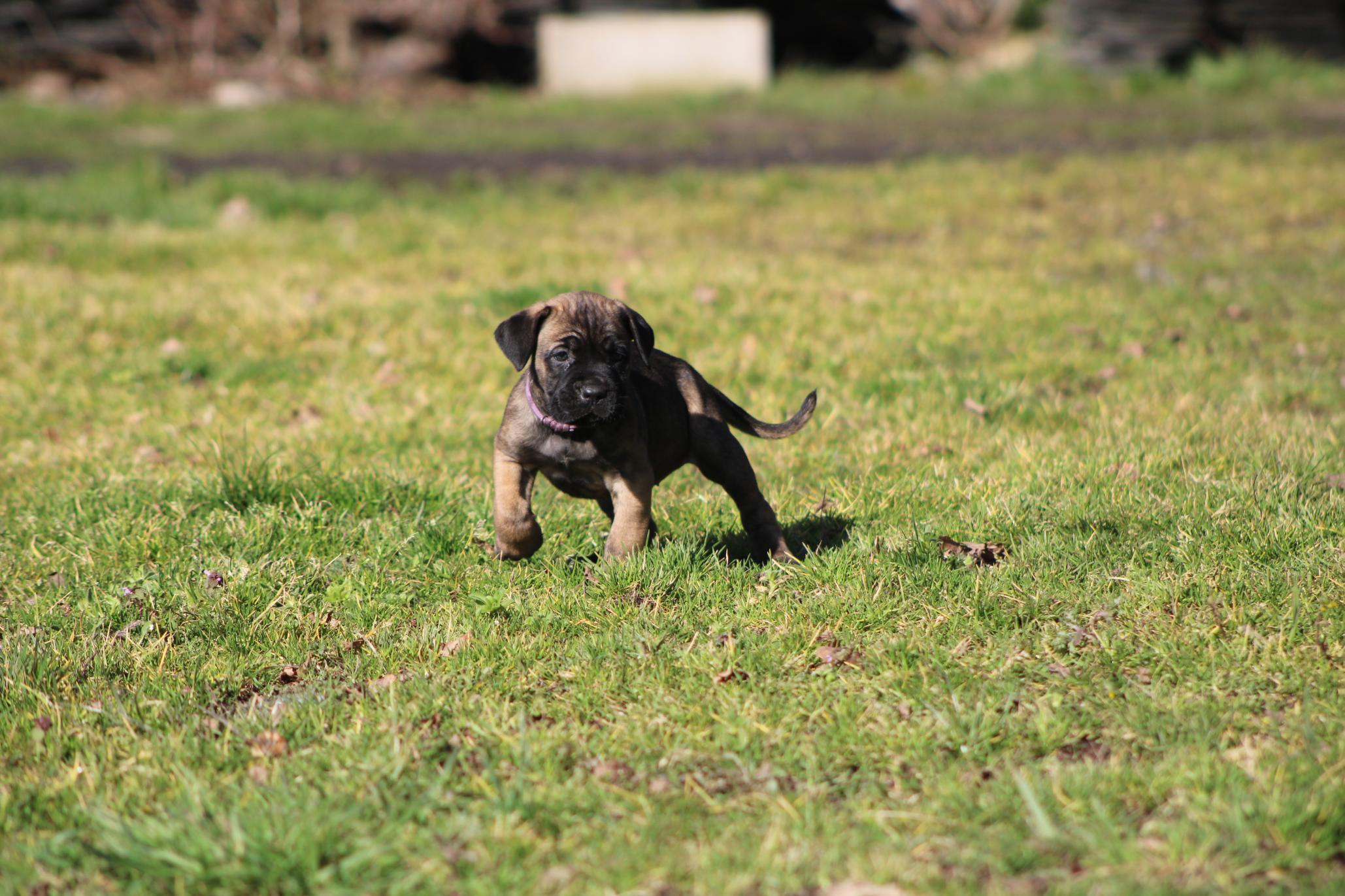 Image Cane Corso
