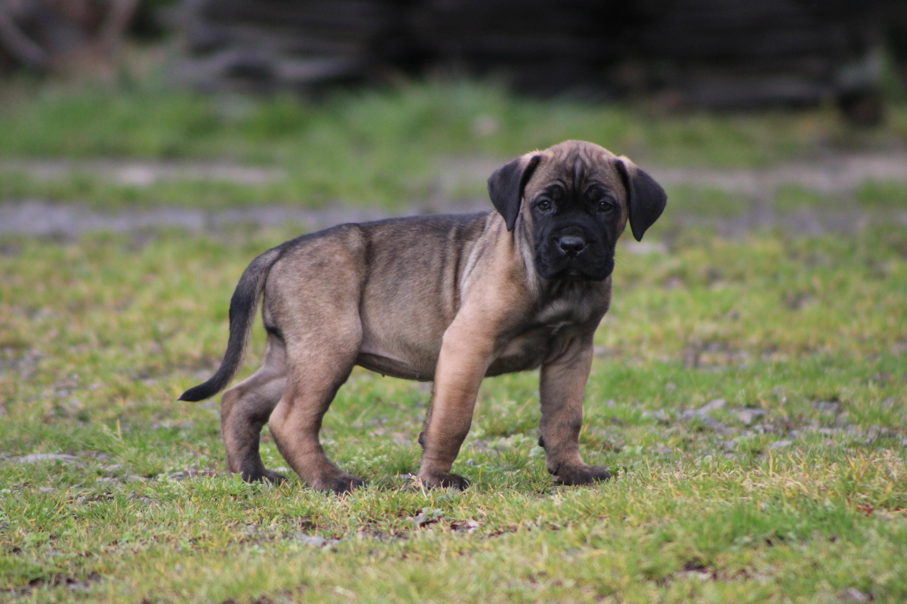 Image Cane Corso