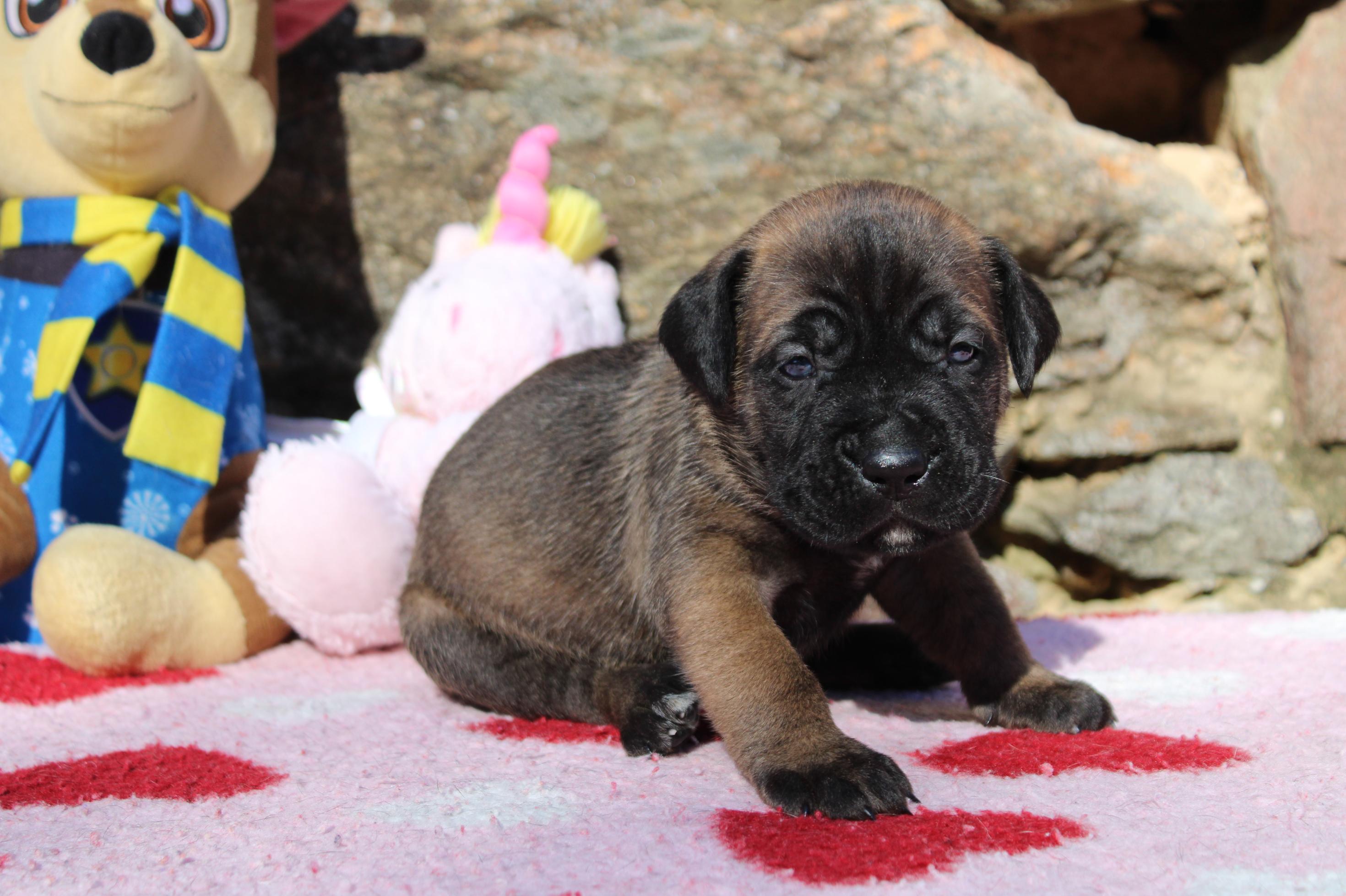 Image Cane Corso