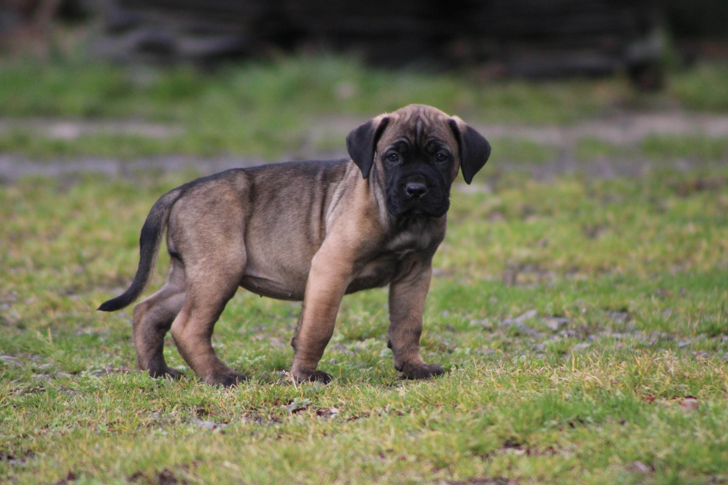 Image Cane Corso
